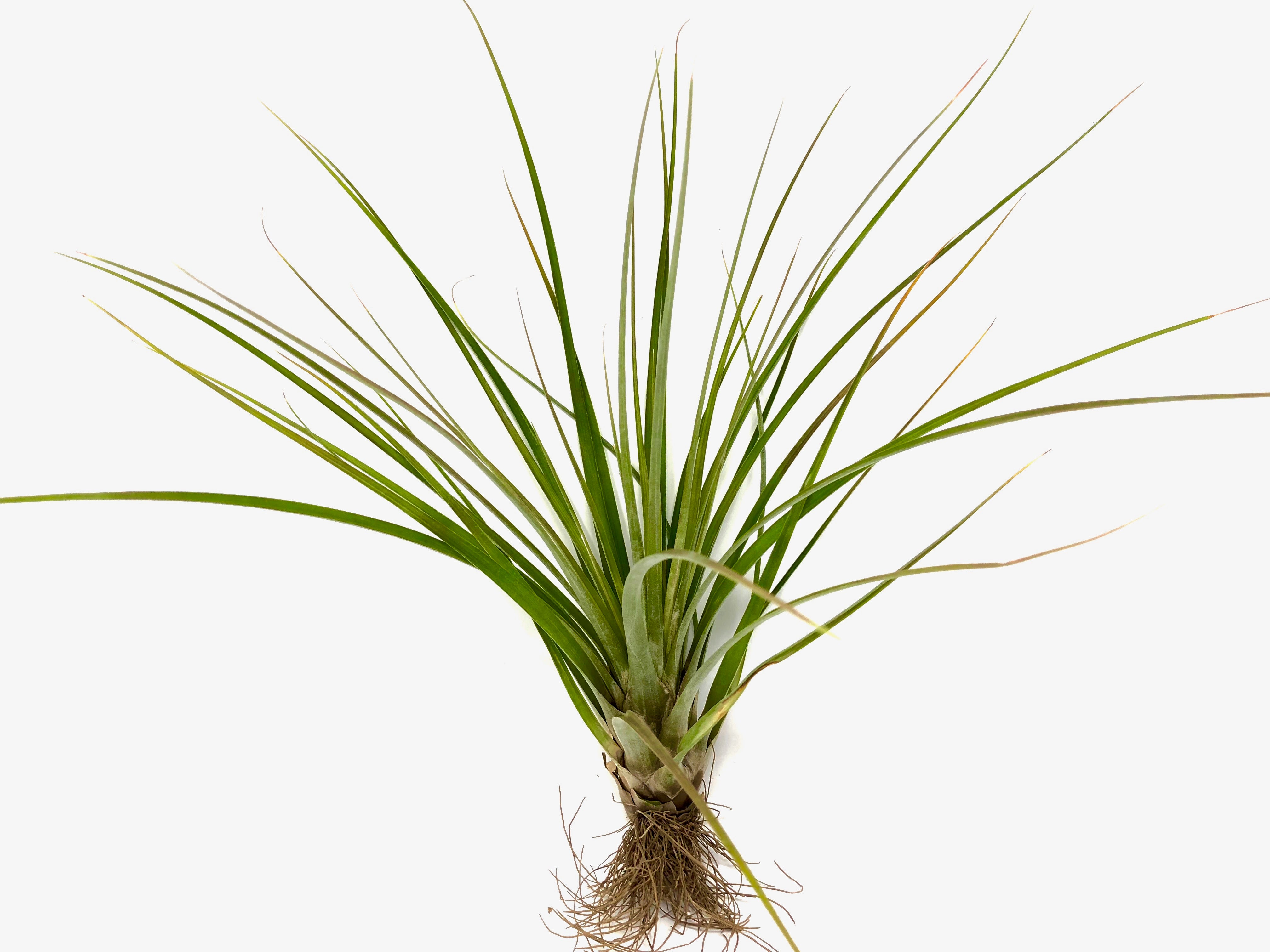 melanocrater air plant Tricolor v Melanocrater – Air Plant Hub