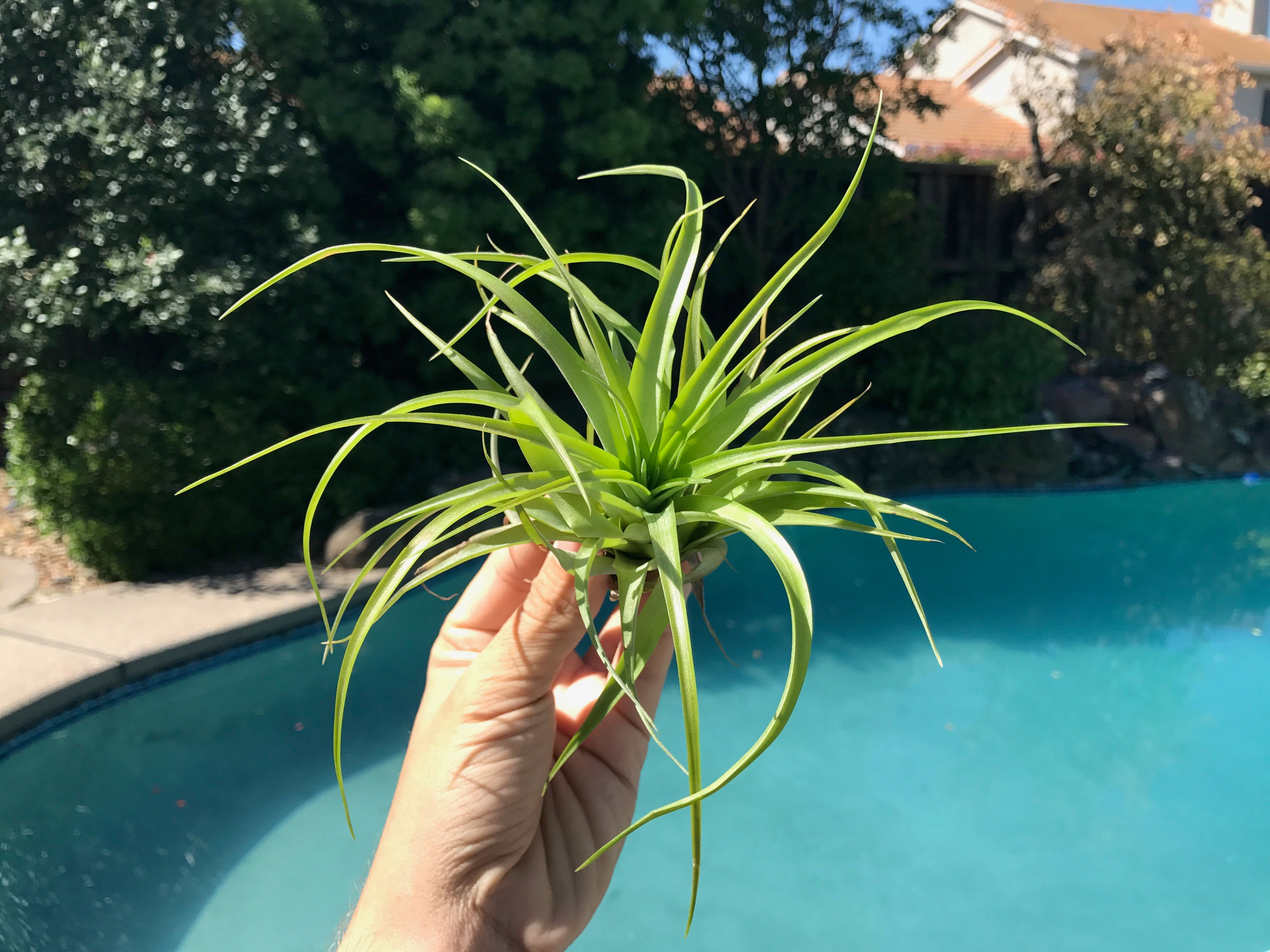 Brachycaulos - Air Plant Hub 