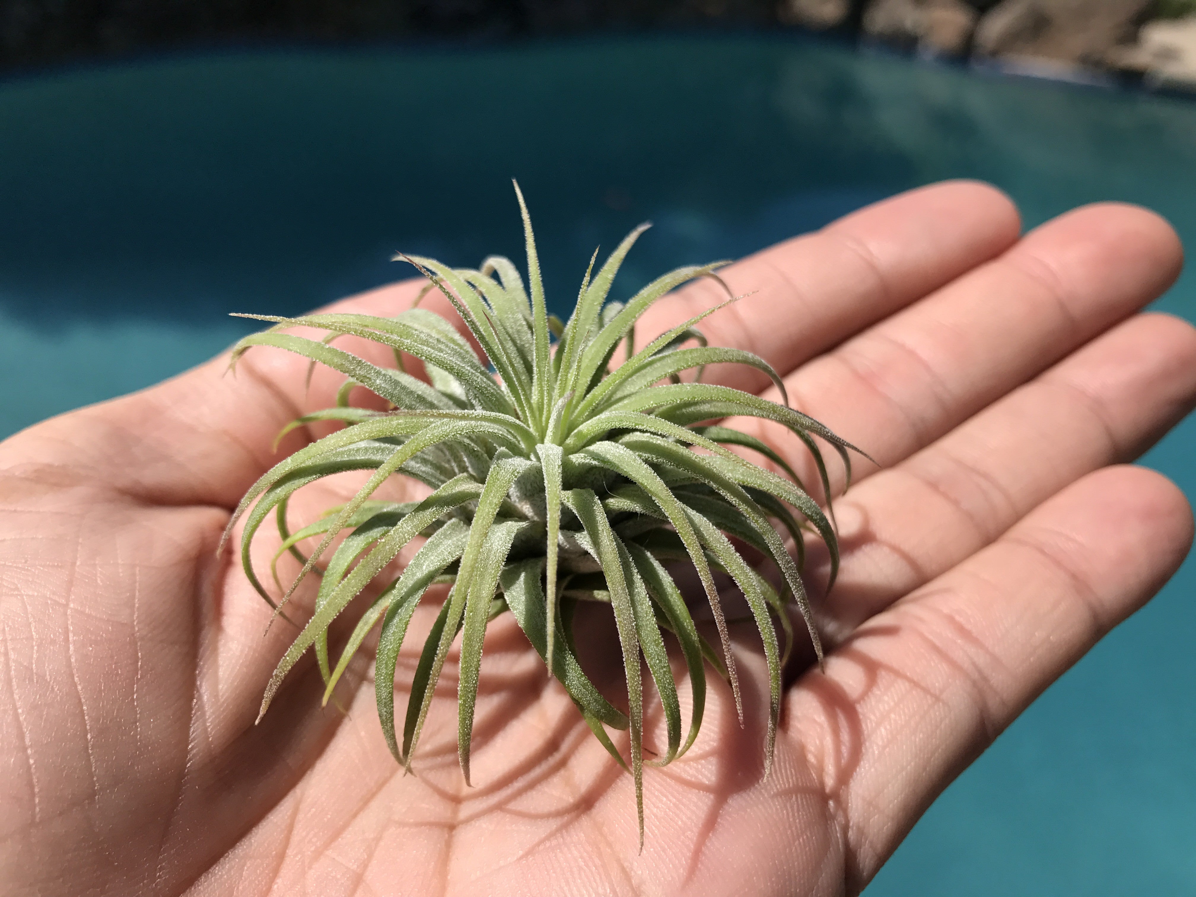 Tillandsia Ionantha Guatemala Easy Care Air Plant Beginner Friendly For Sale