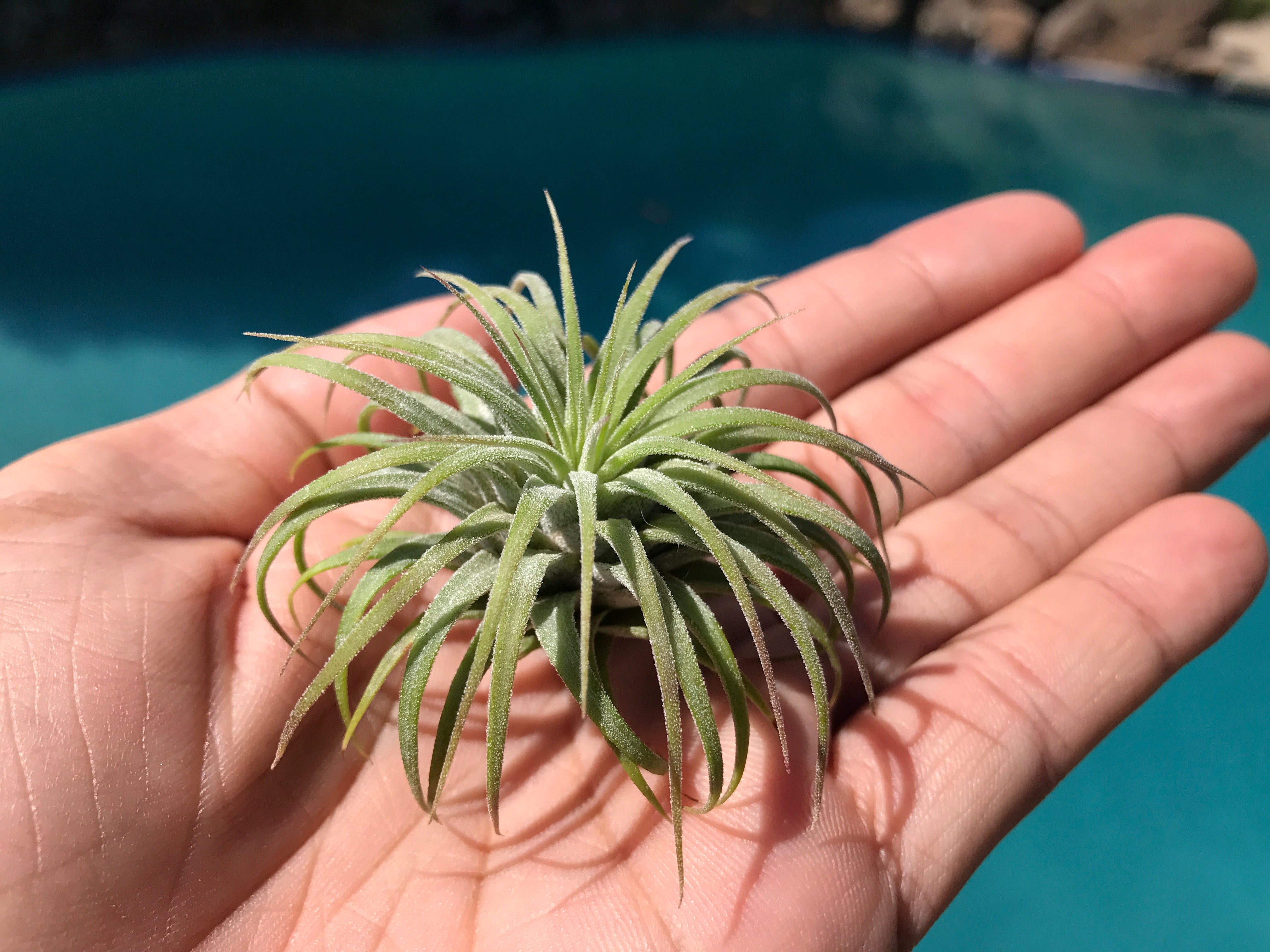 Wholesale Ionantha Guatemala 2" (Minimum Order 10) - Air Plant Hub 