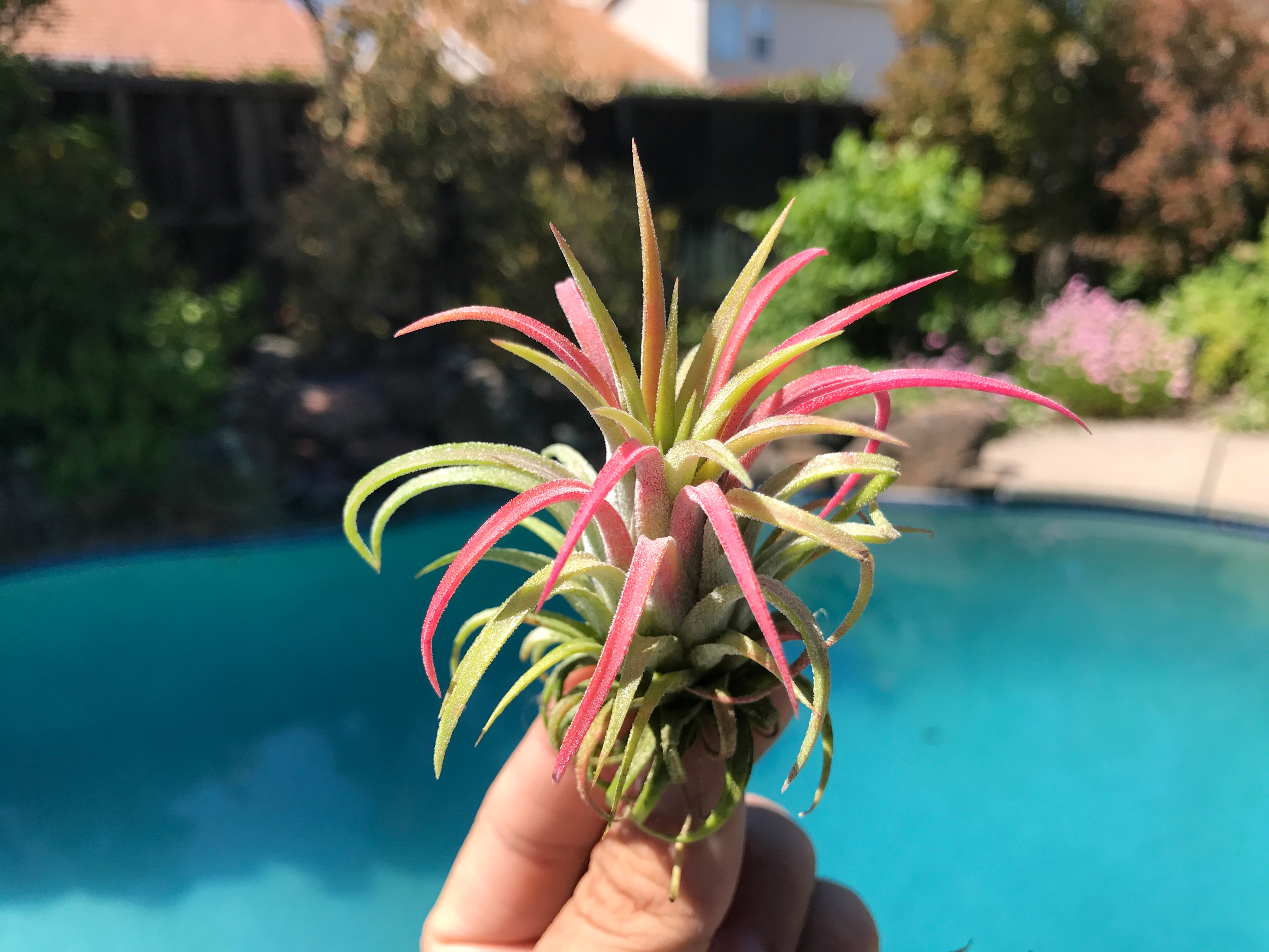 Tillandsia Ionantha Guatemala Easy Care Air Plant Beginner Friendly For Sale