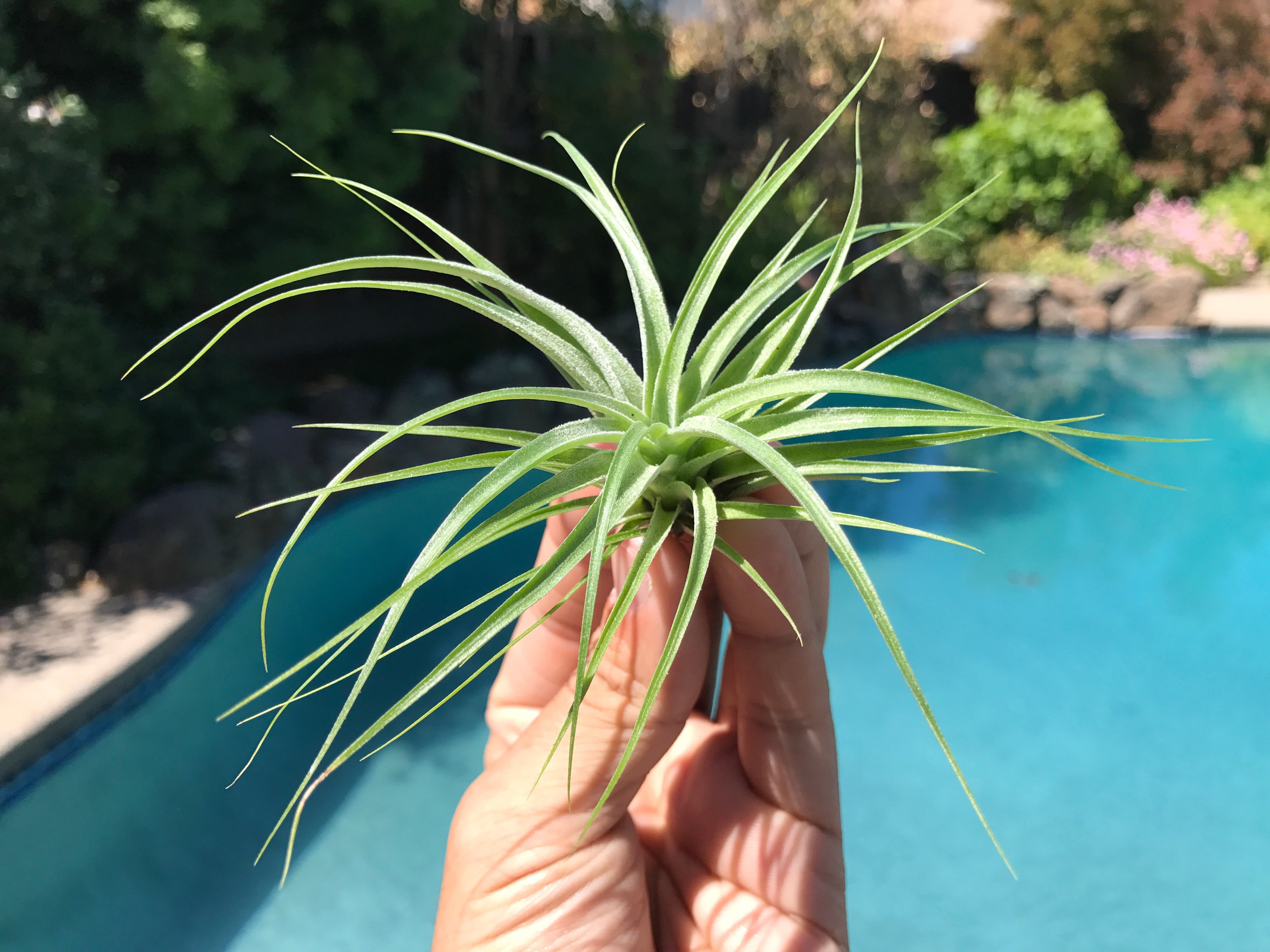 Stricta Green <br> (Not Currently In Bloom) - Air Plant Hub 