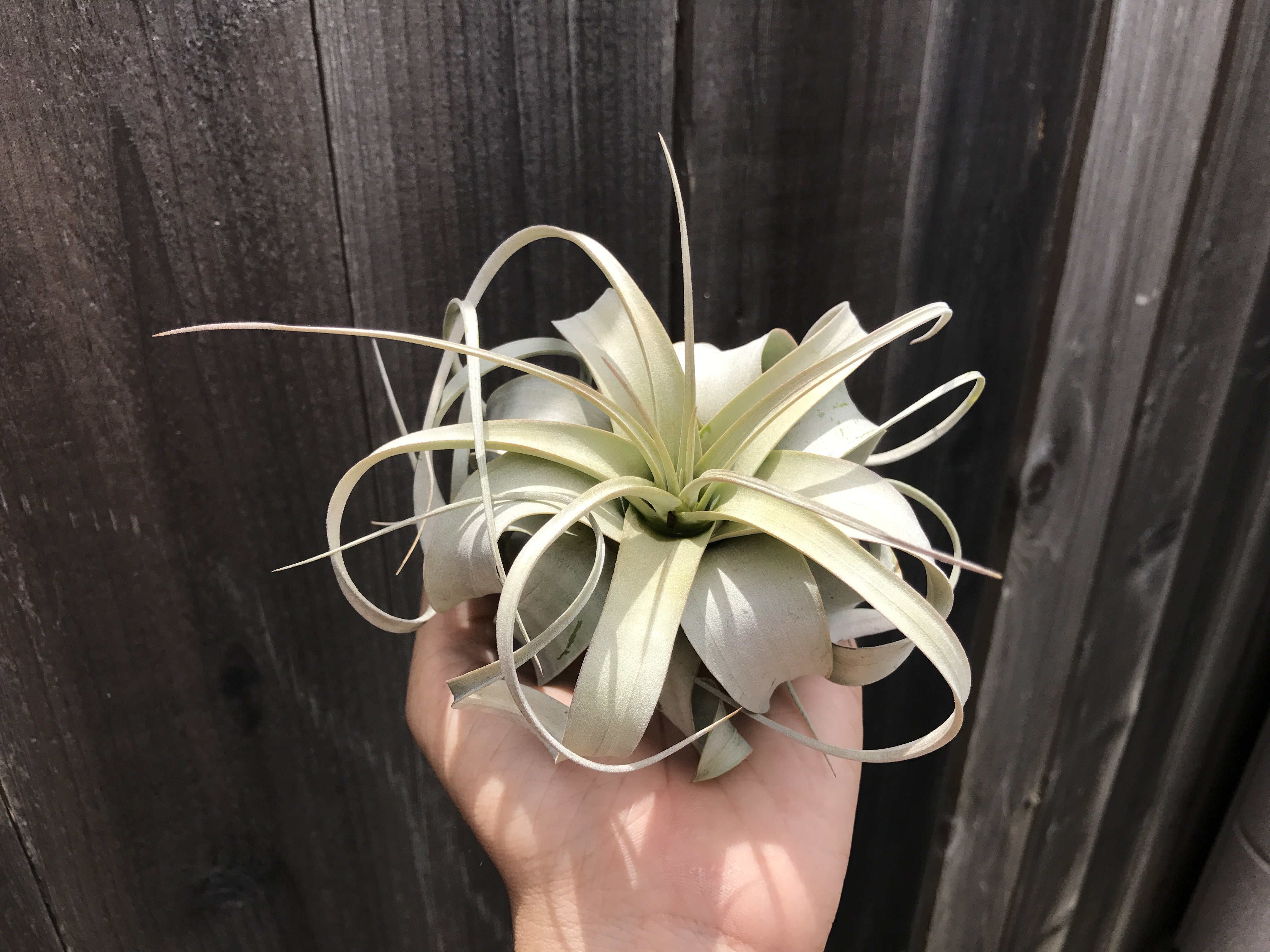 Tillandsia Xerographica Queen Air Plant Rare Easy Care For Sale