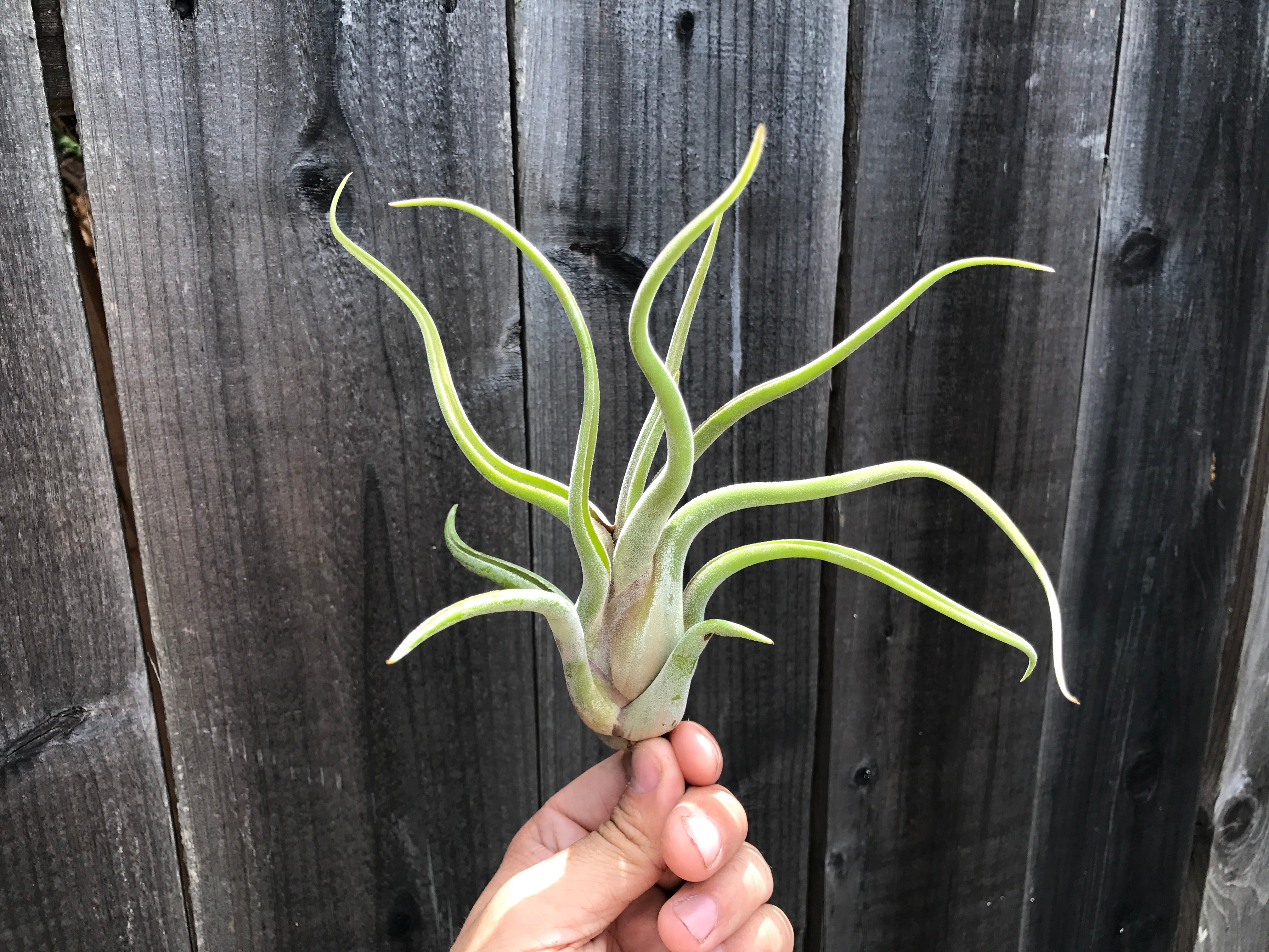 Tillandsia Caput Medusae Beginner Friendly Air Plant