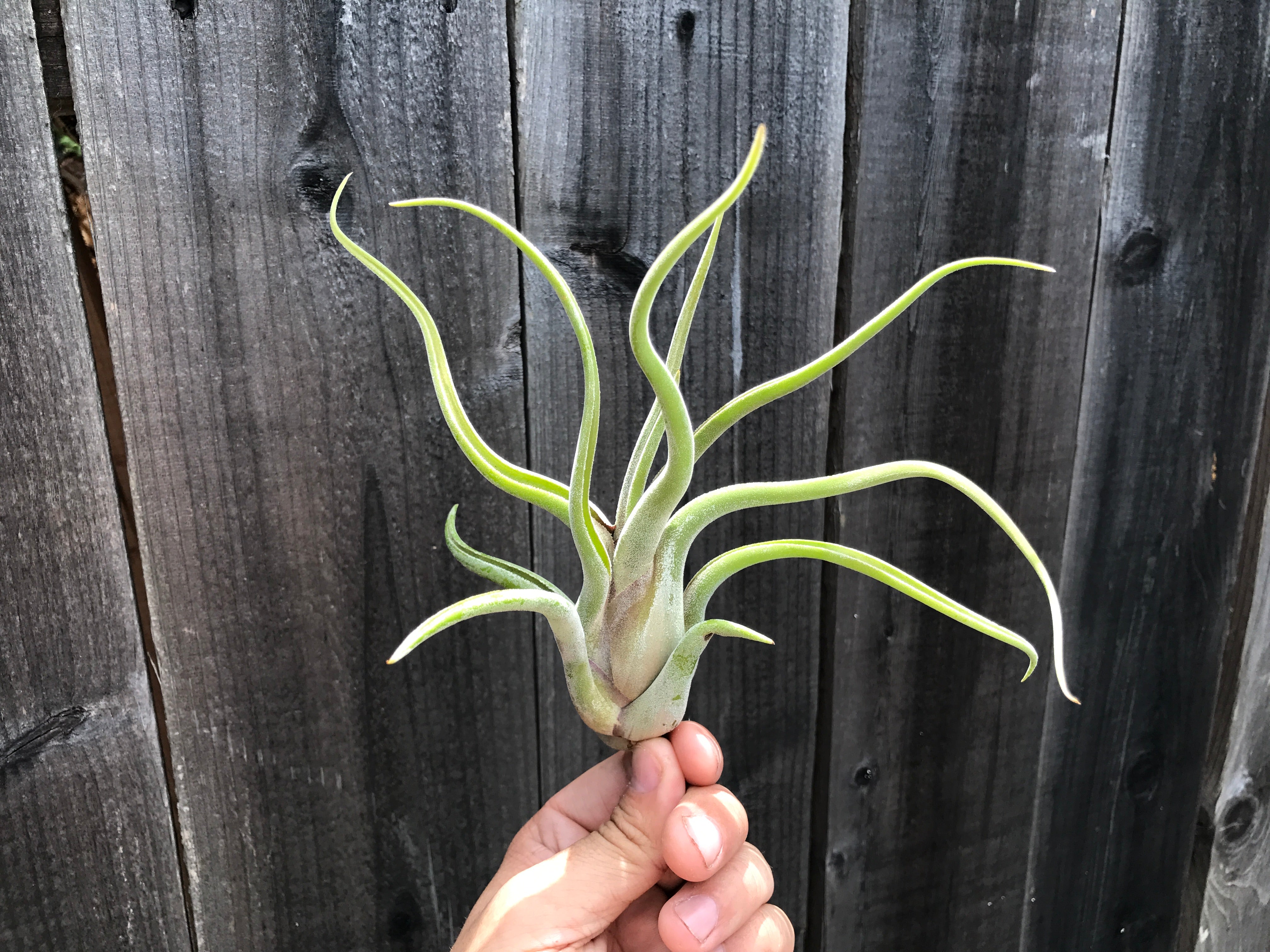 tillandsia caput medusae air plant for sale decor plant is held in hand with fence in background