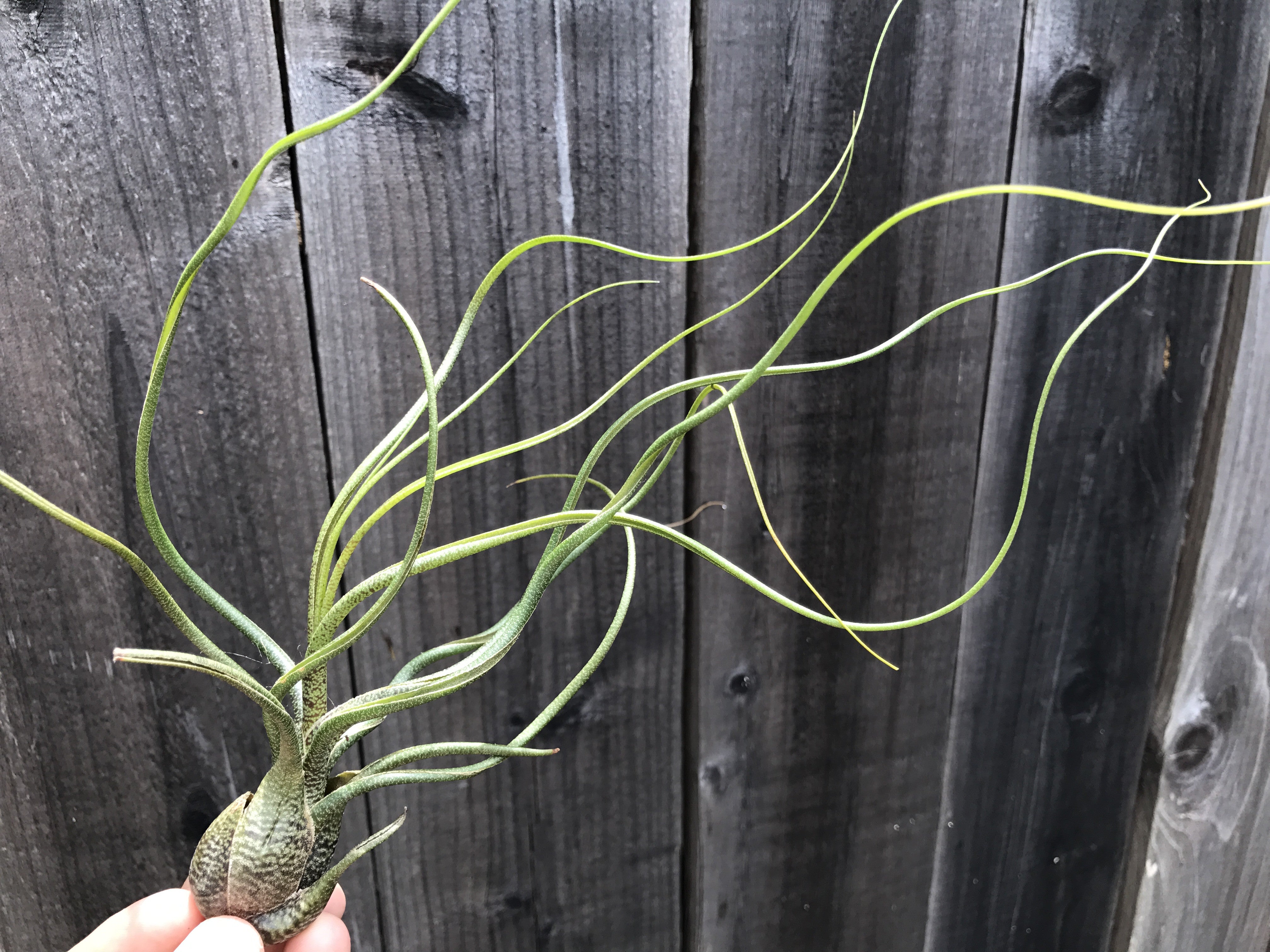 Tillandsia Butzii Air Plant Pseudobulb Jellyfish