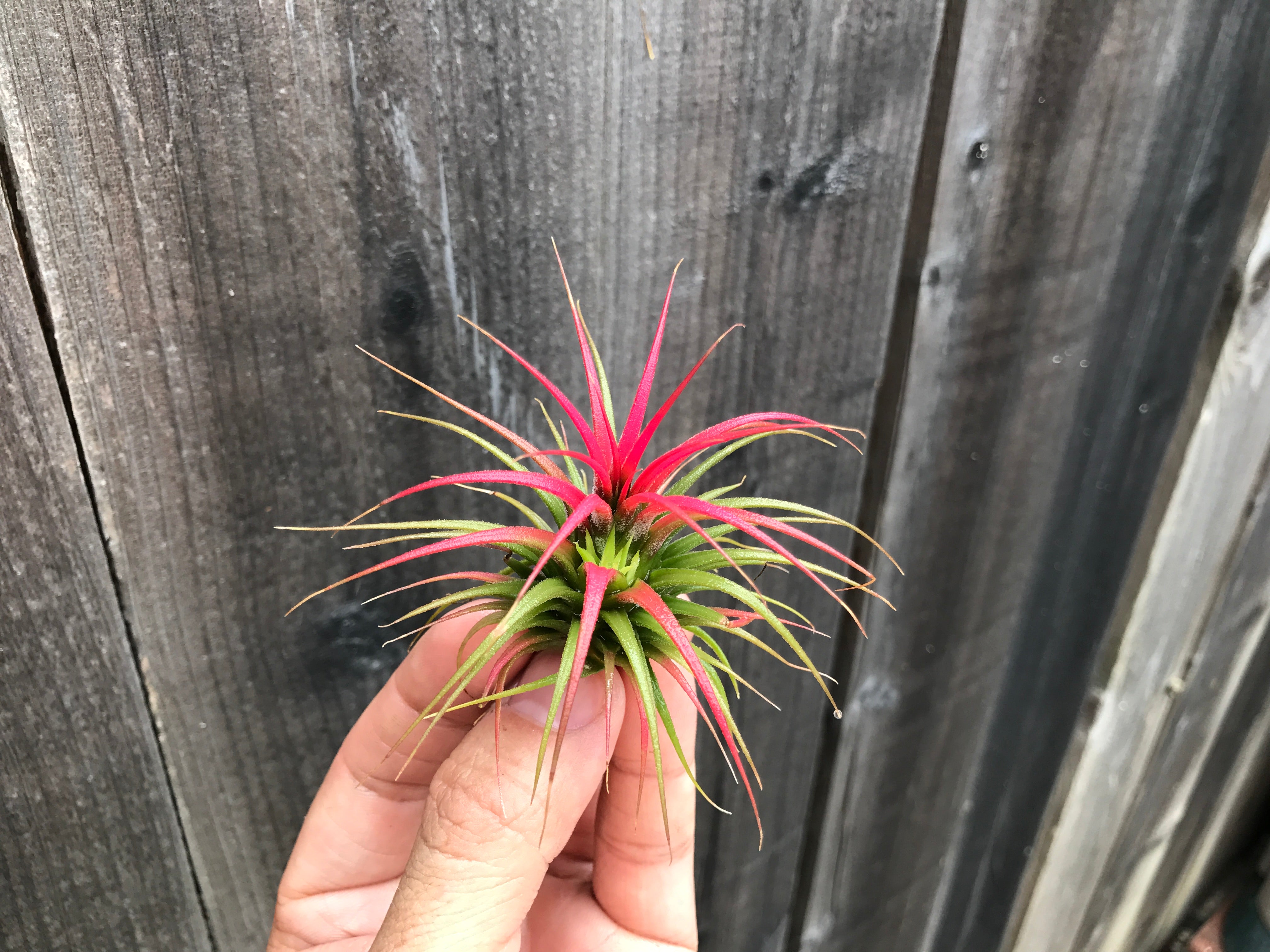 Wholesale Ionantha Guatemala 2" (Minimum Order 10) - Air Plant Hub 