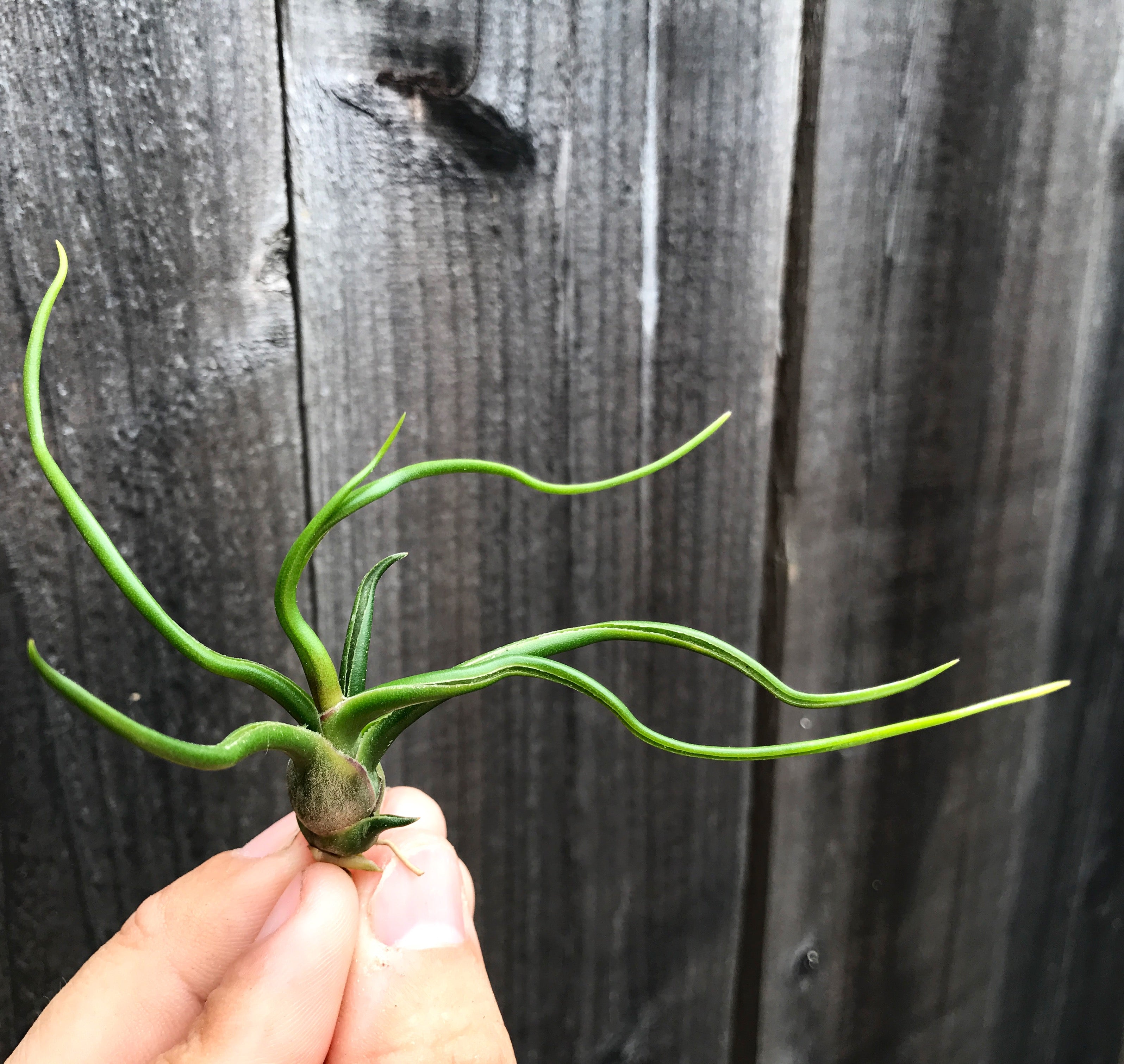 Bulbosa - Air Plant Hub 