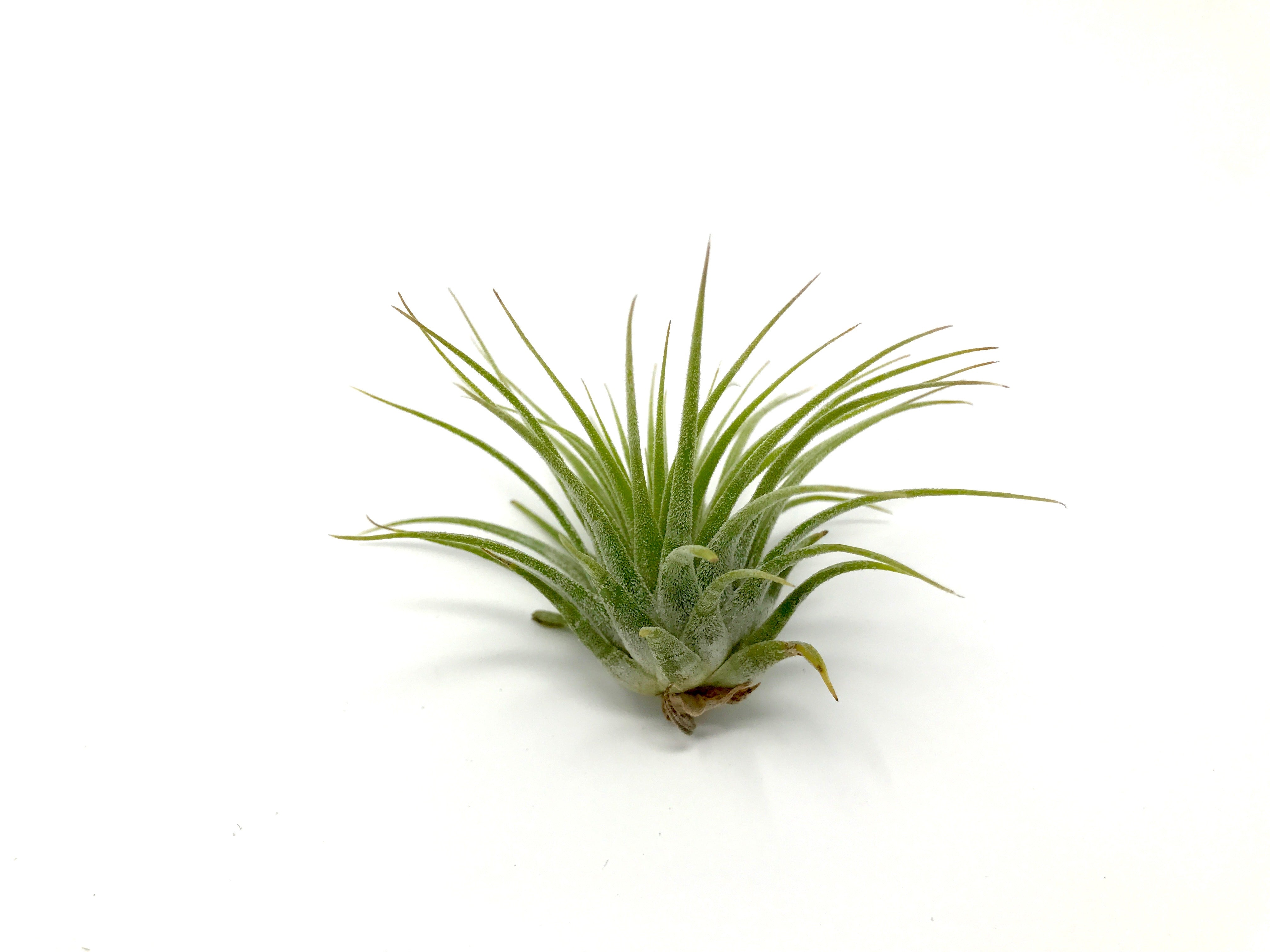 Tillandsia Ionantha Guatemala Easy Care Air Plant Beginner Friendly For Sale