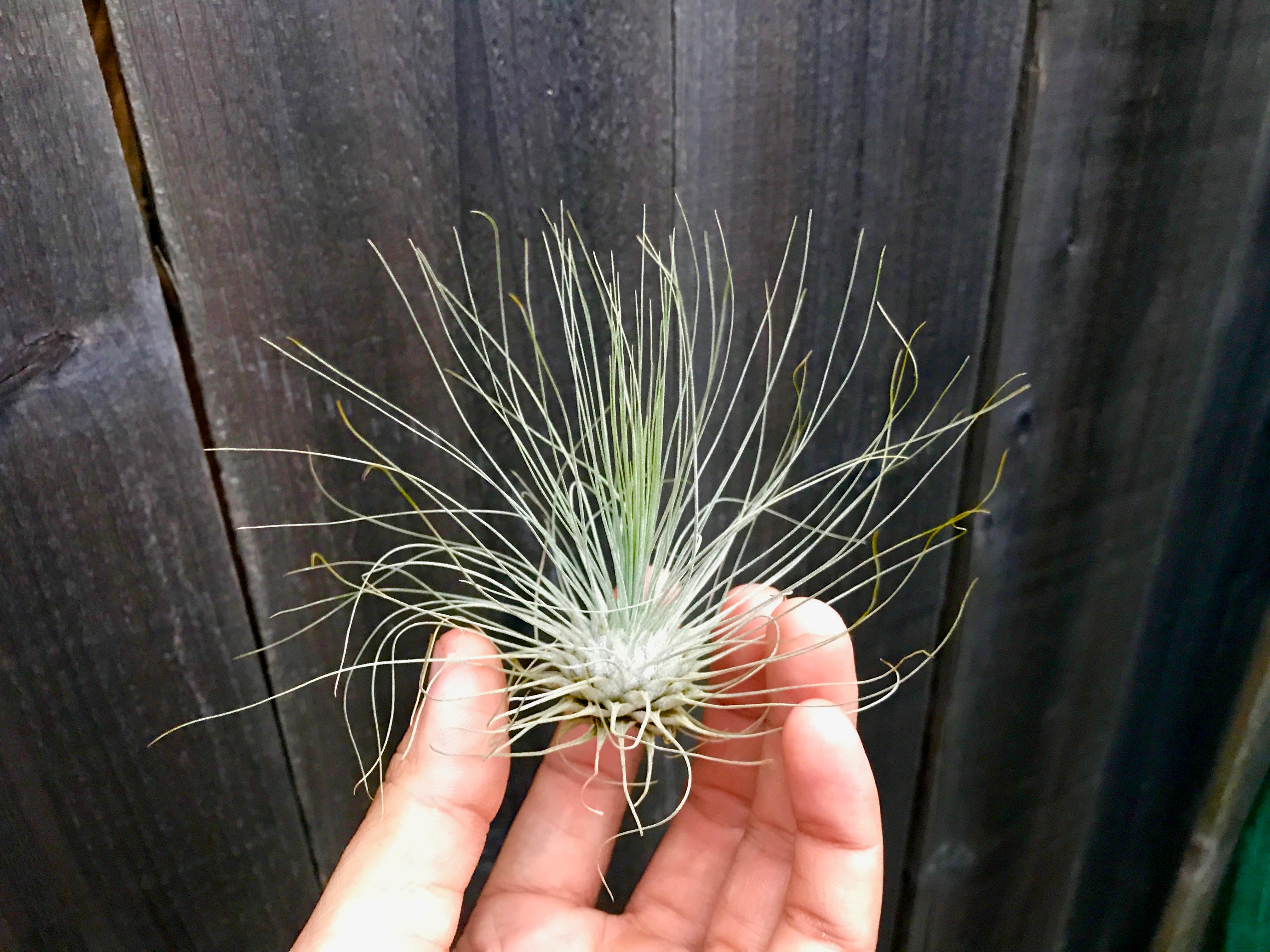 fuchsii air plant Fuchsii v. Gracilis (Beautiful Wispy Look) Large