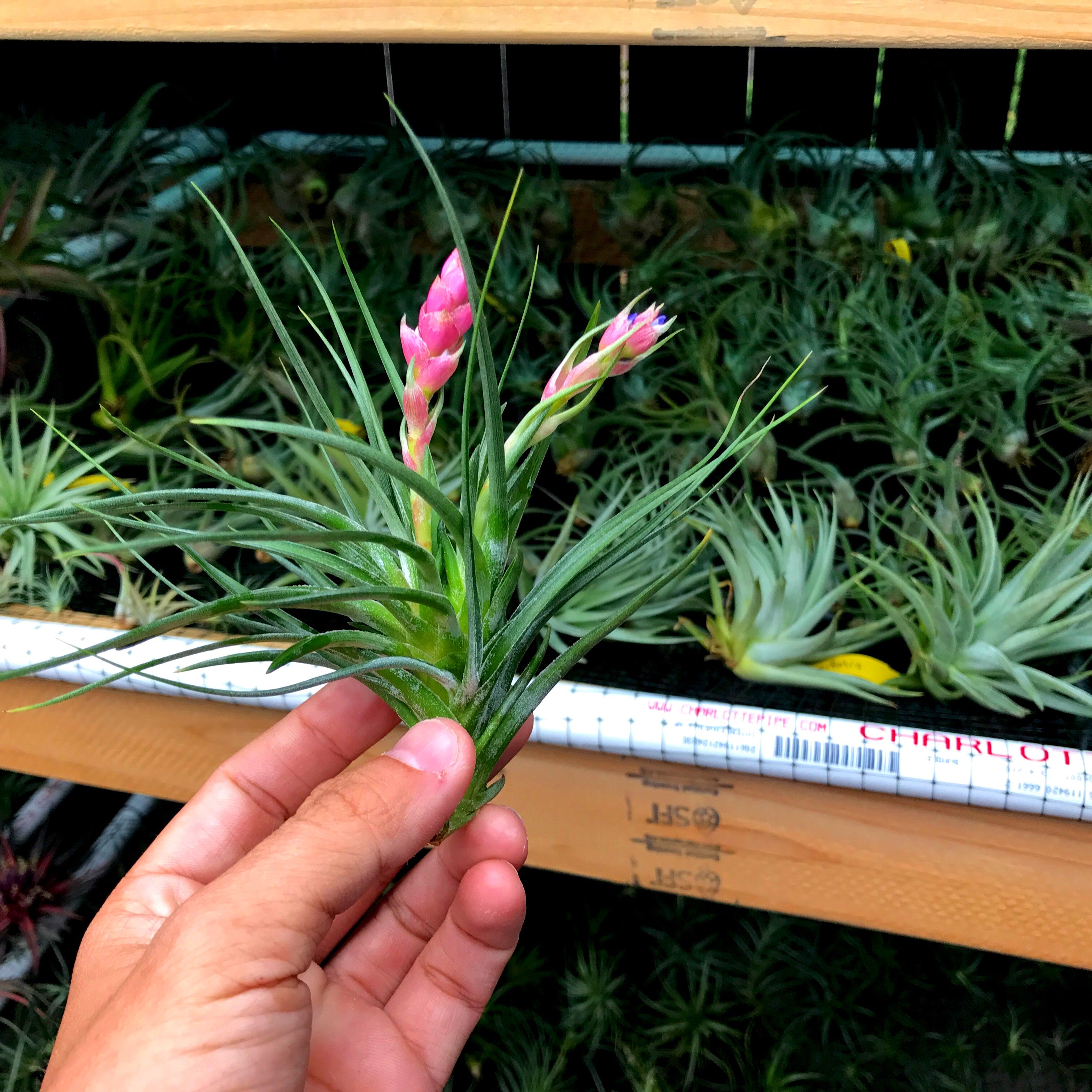 Stricta Green <br> (Not Currently In Bloom) - Air Plant Hub 