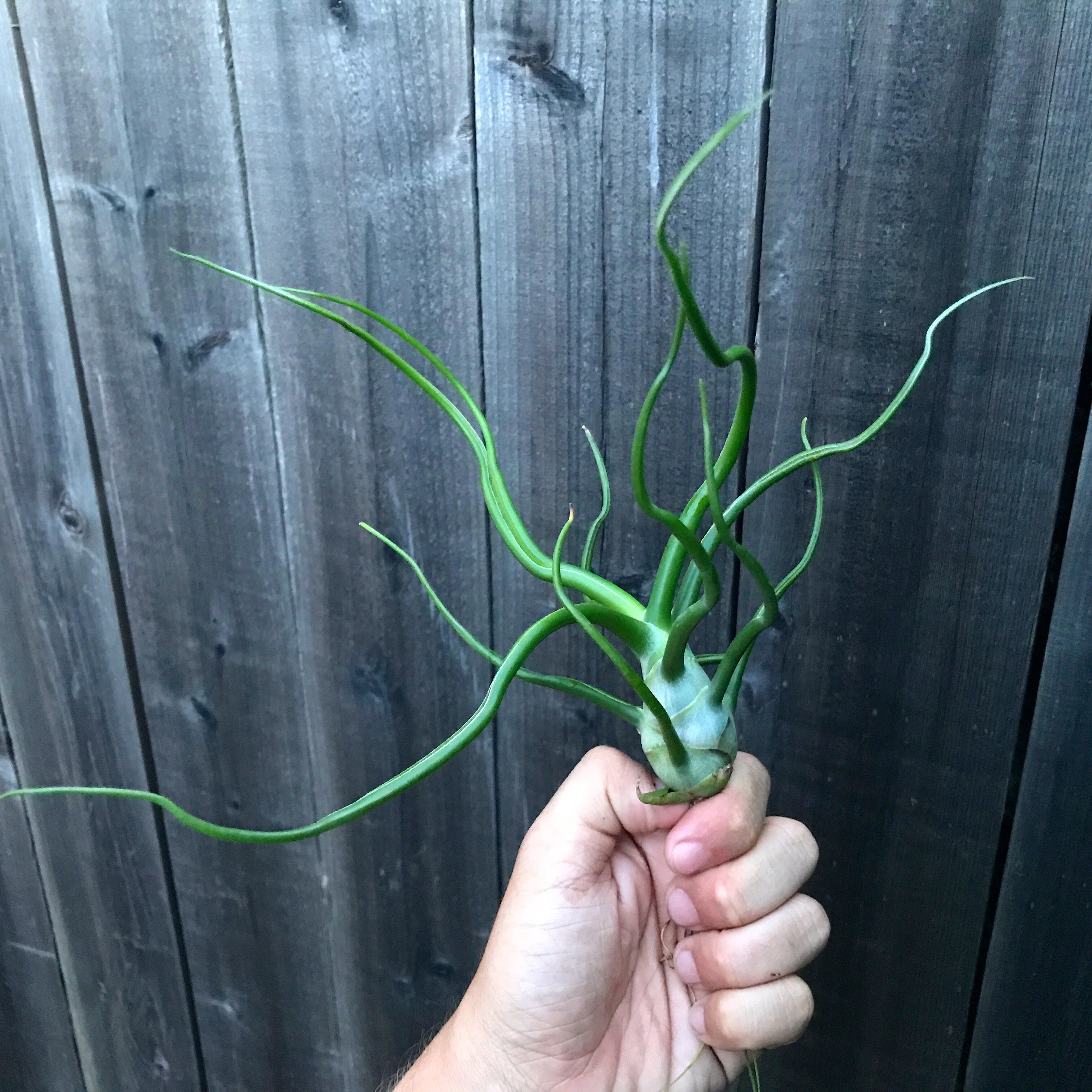 bulbous air plants Bulbosa Medium