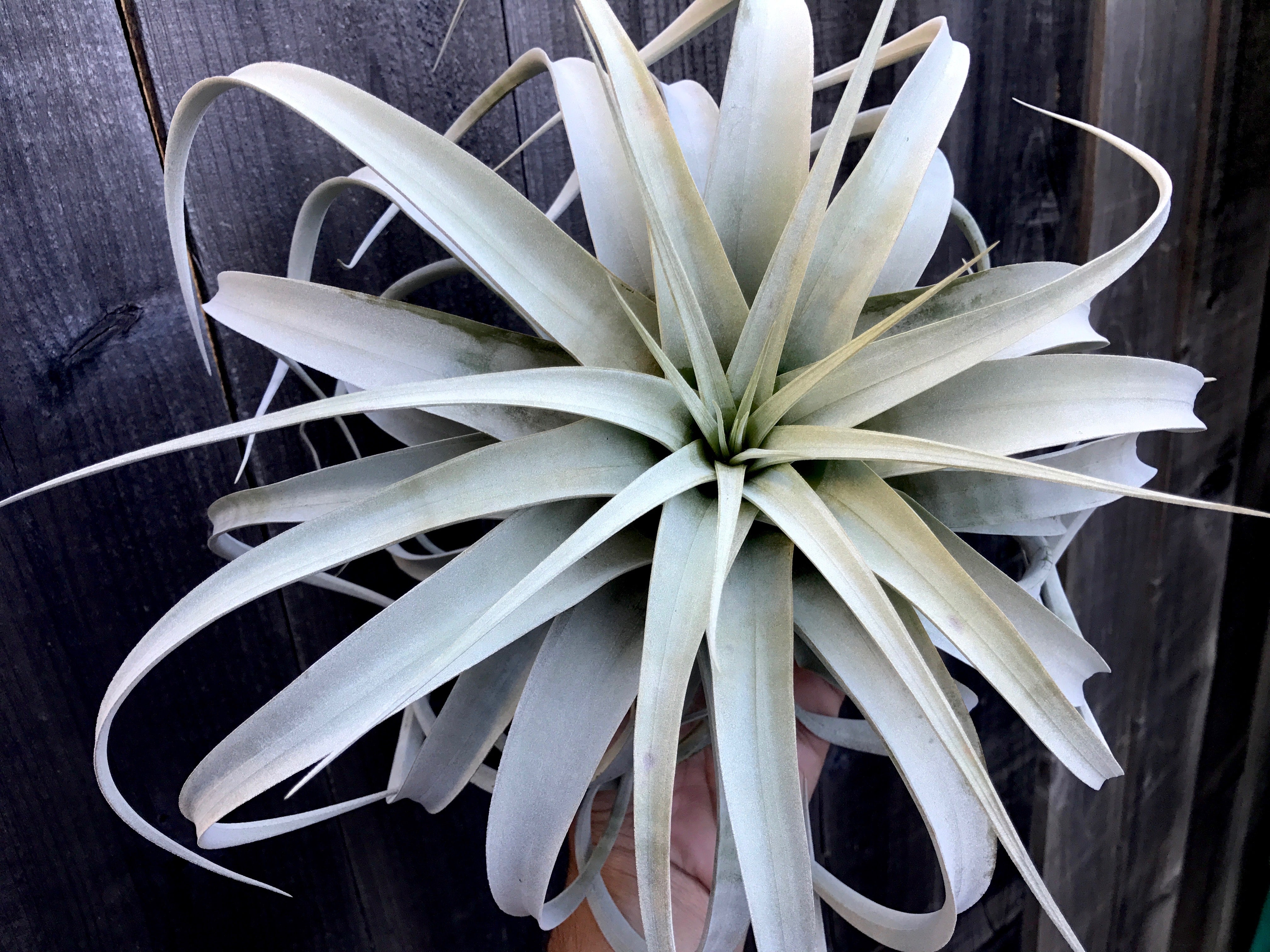 Tillandsia Xerographica Queen Air Plant Rare Easy Care For Sale