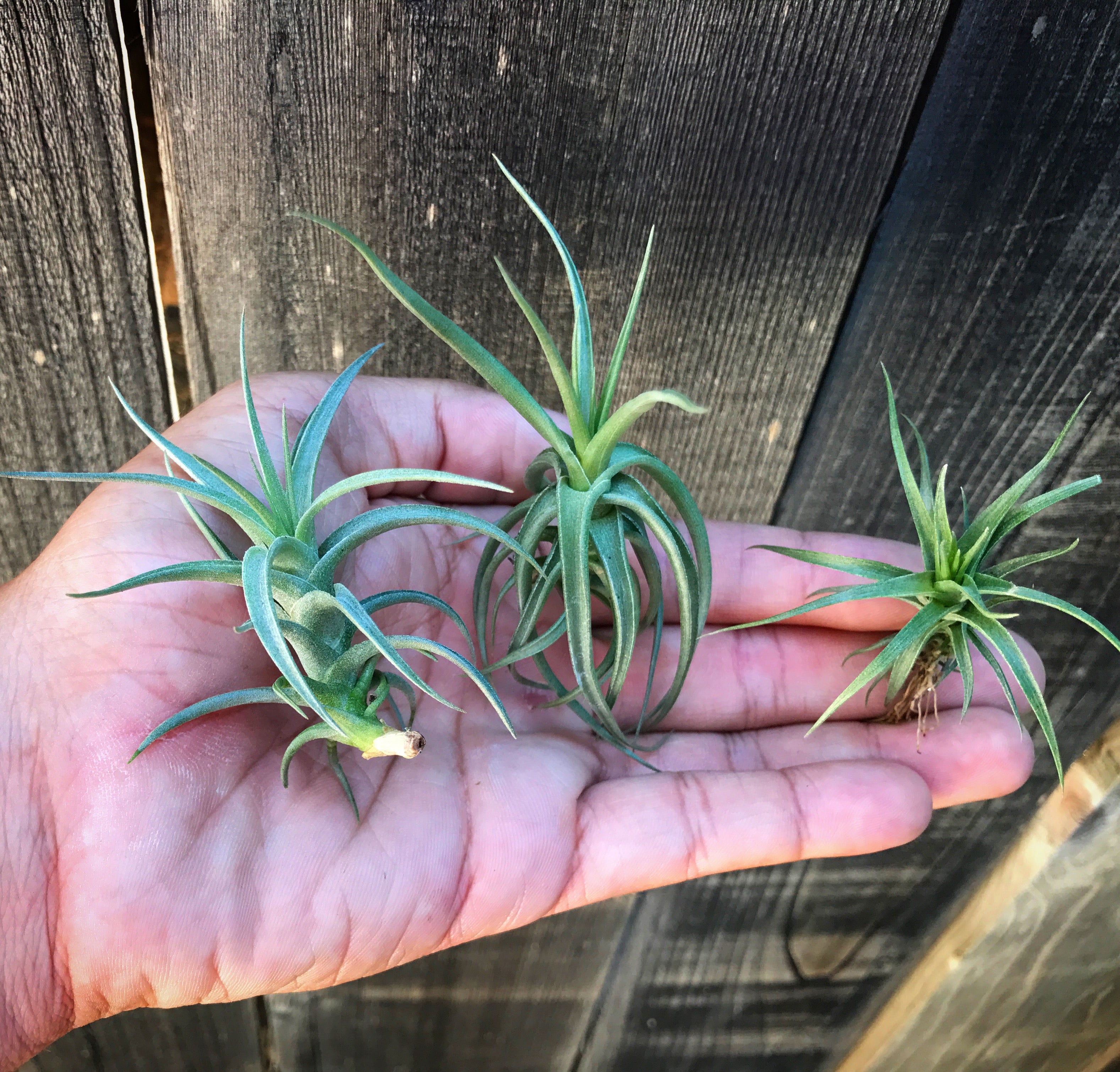 Aeranthos / Bergeri - Air Plant Hub 