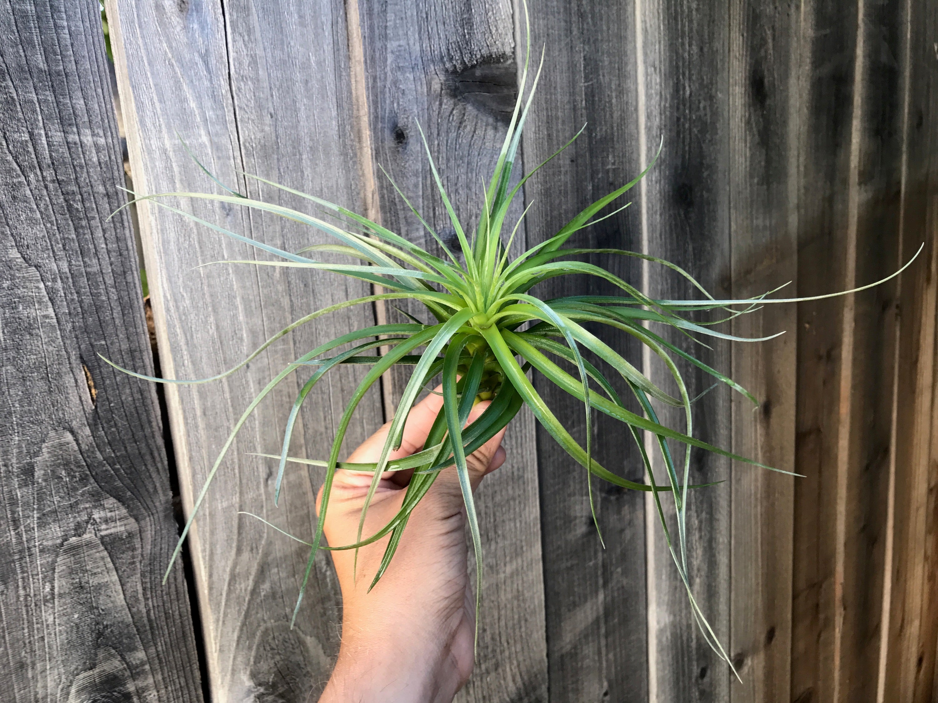 Aeranthos / Bergeri - Air Plant Hub 