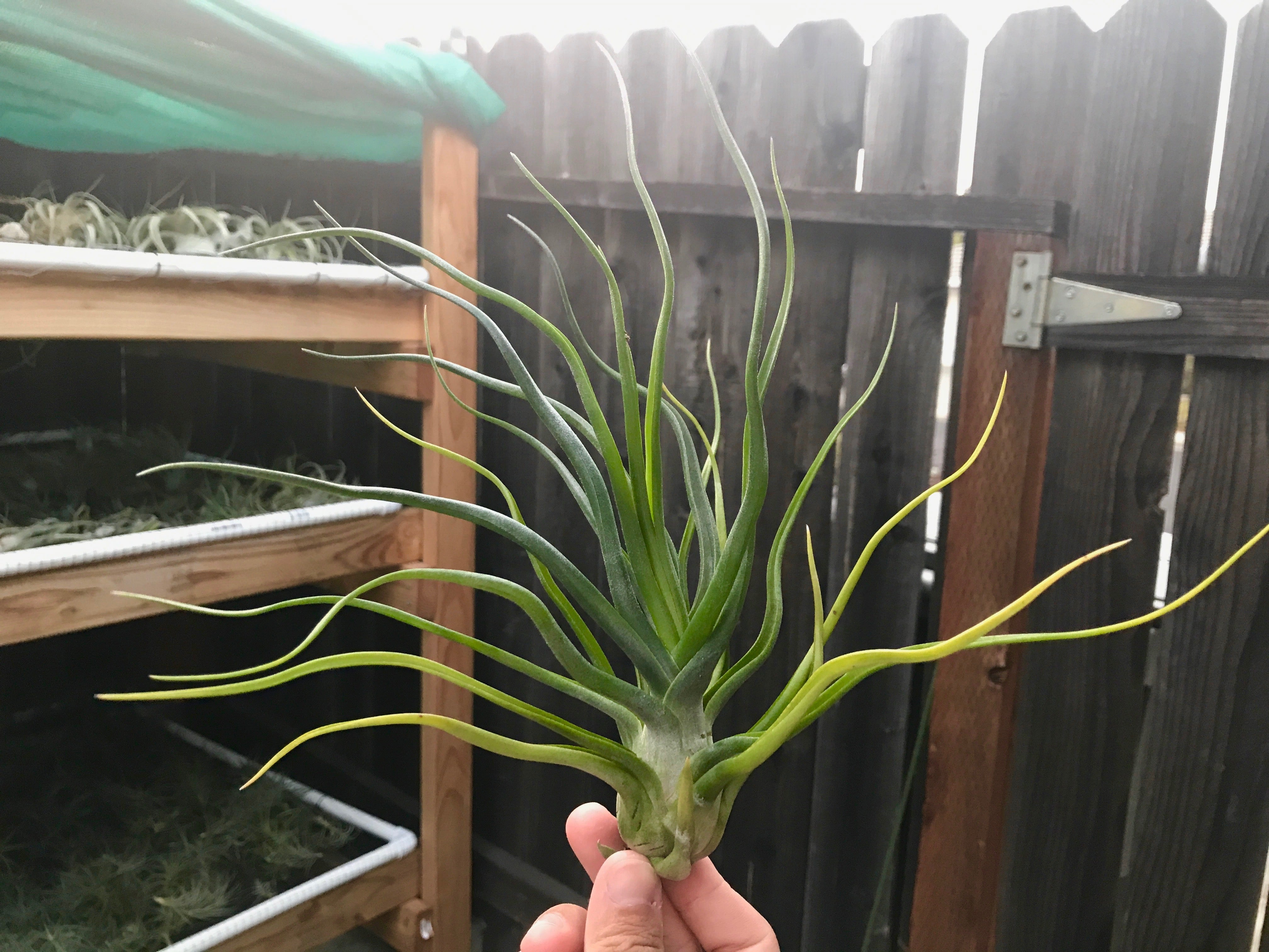 Tillandsia Showtime Rare Bulbosa Hybrid Air Plant For Sale