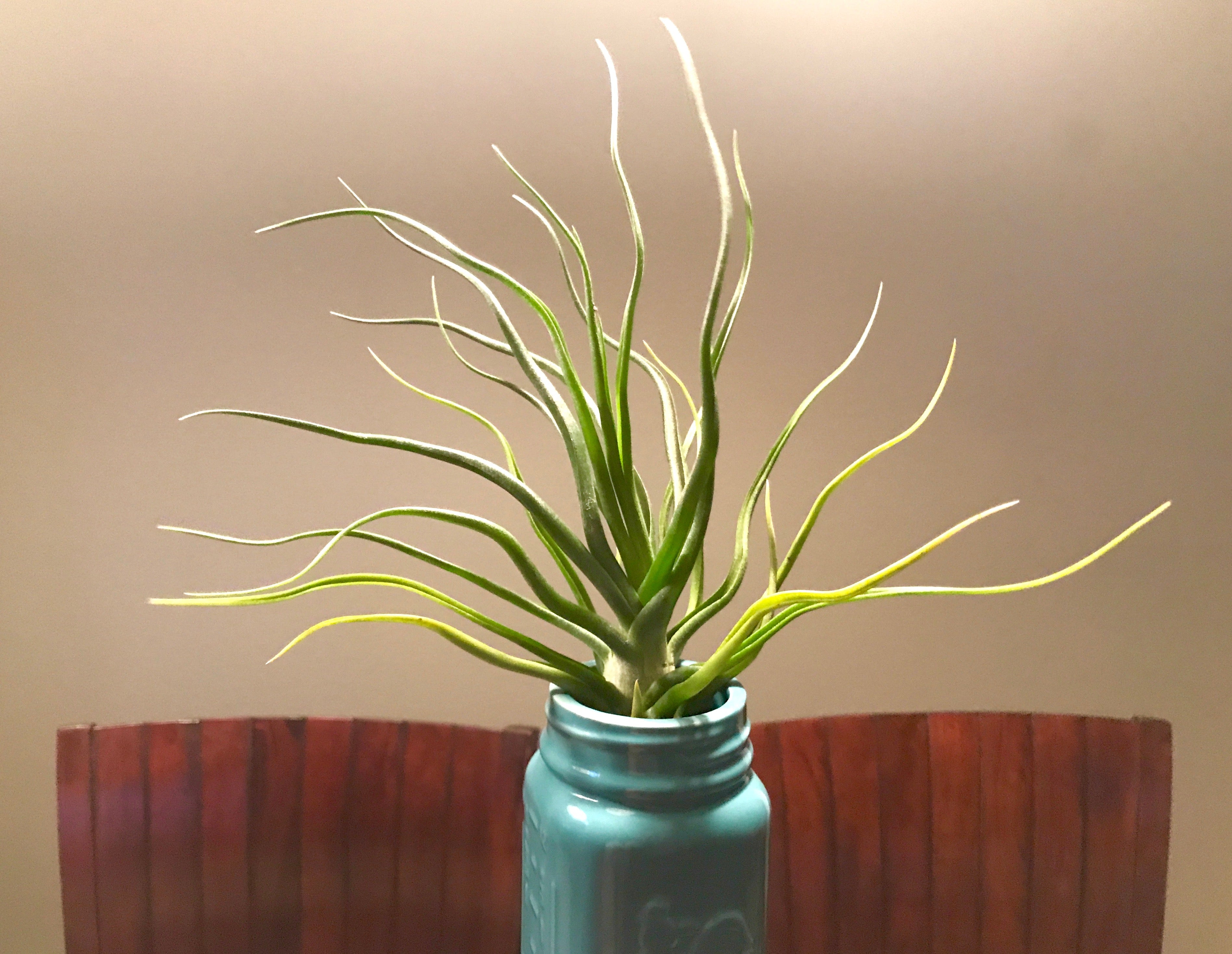 Tillandsia Showtime Rare Bulbosa Hybrid Air Plant For Sale