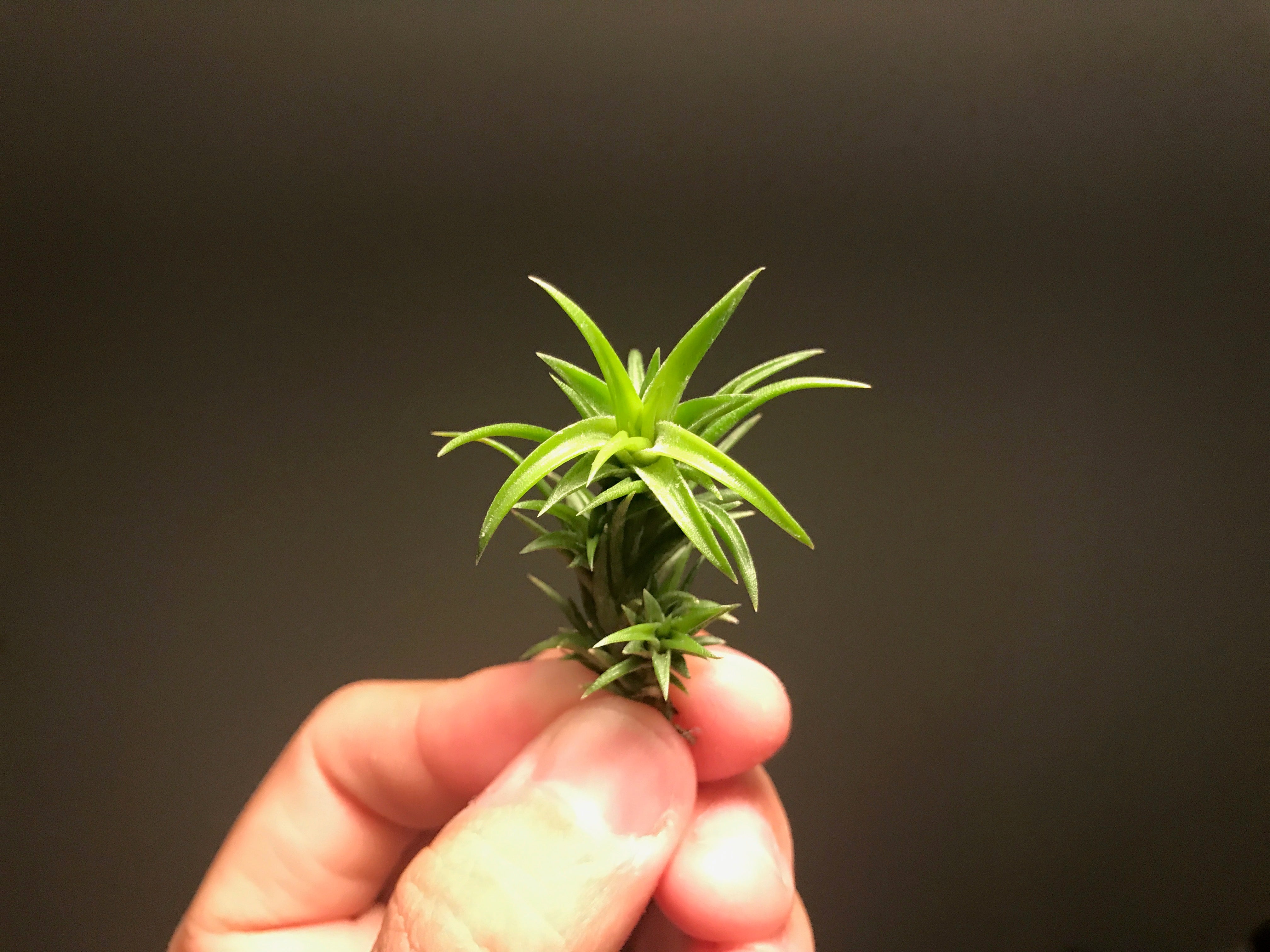 neglecta air plant Neglecta Small Species – Air Plant Hub