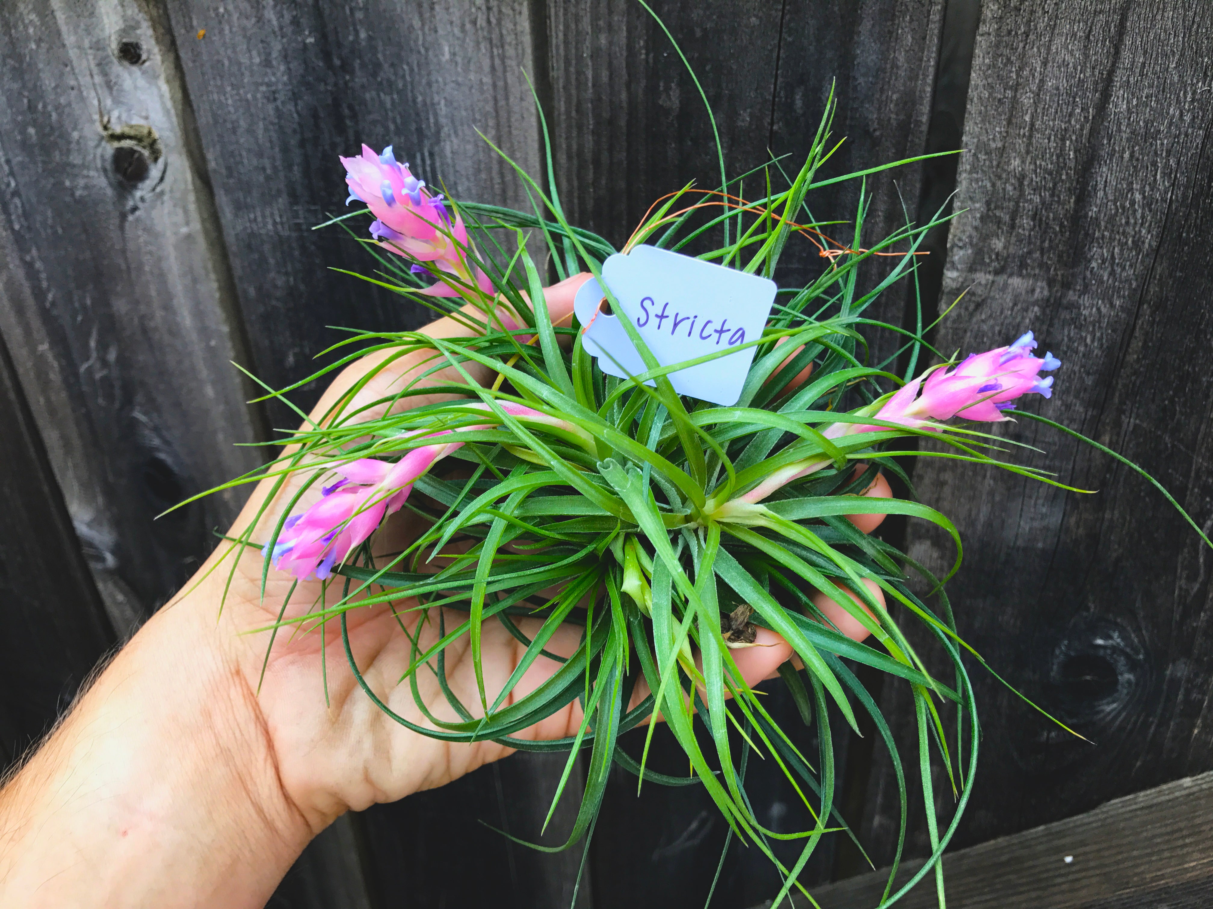 air plant blossoms Stricta Green Small