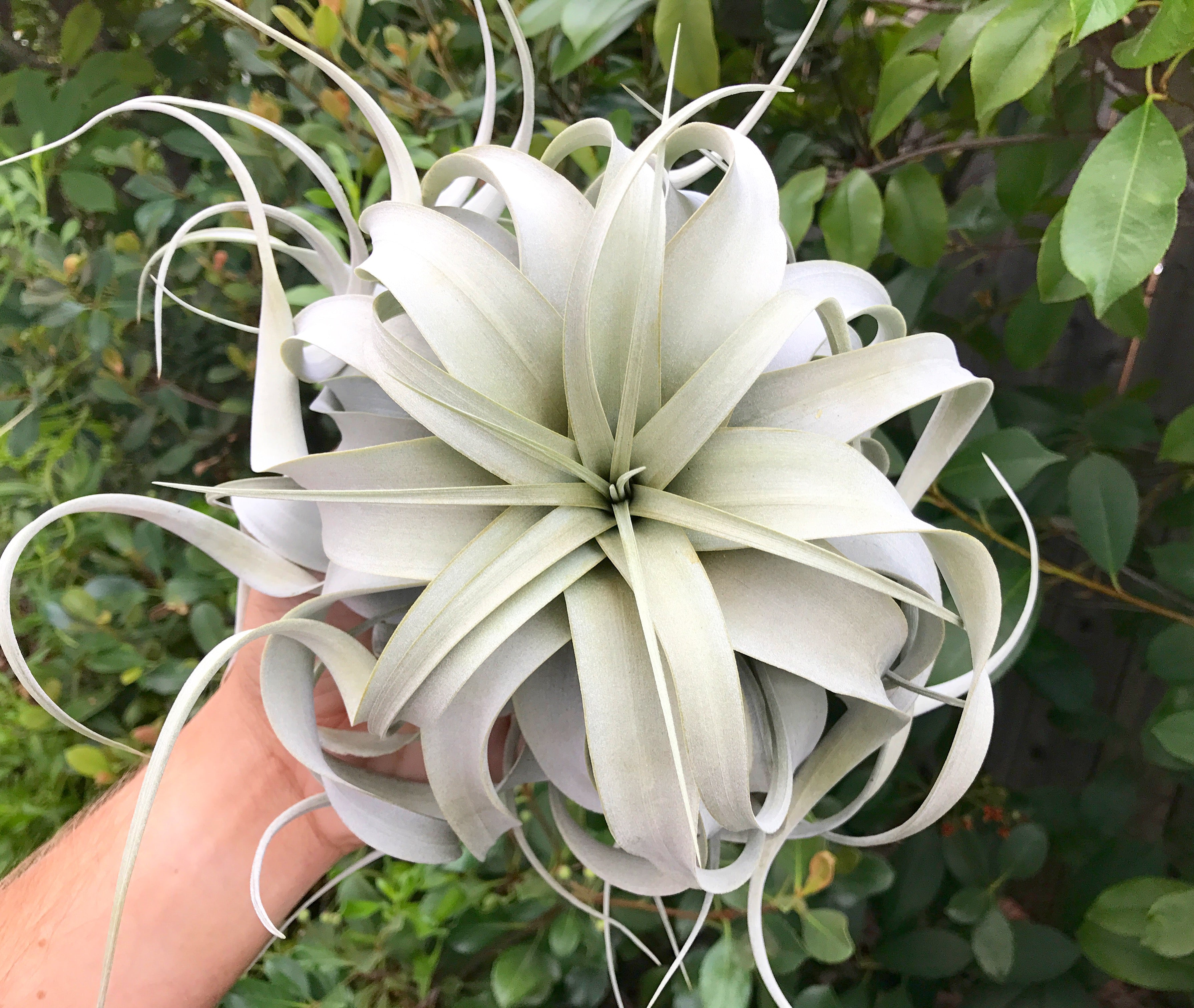 Tillandsia Xerographica Queen Air Plant Rare Easy Care For Sale