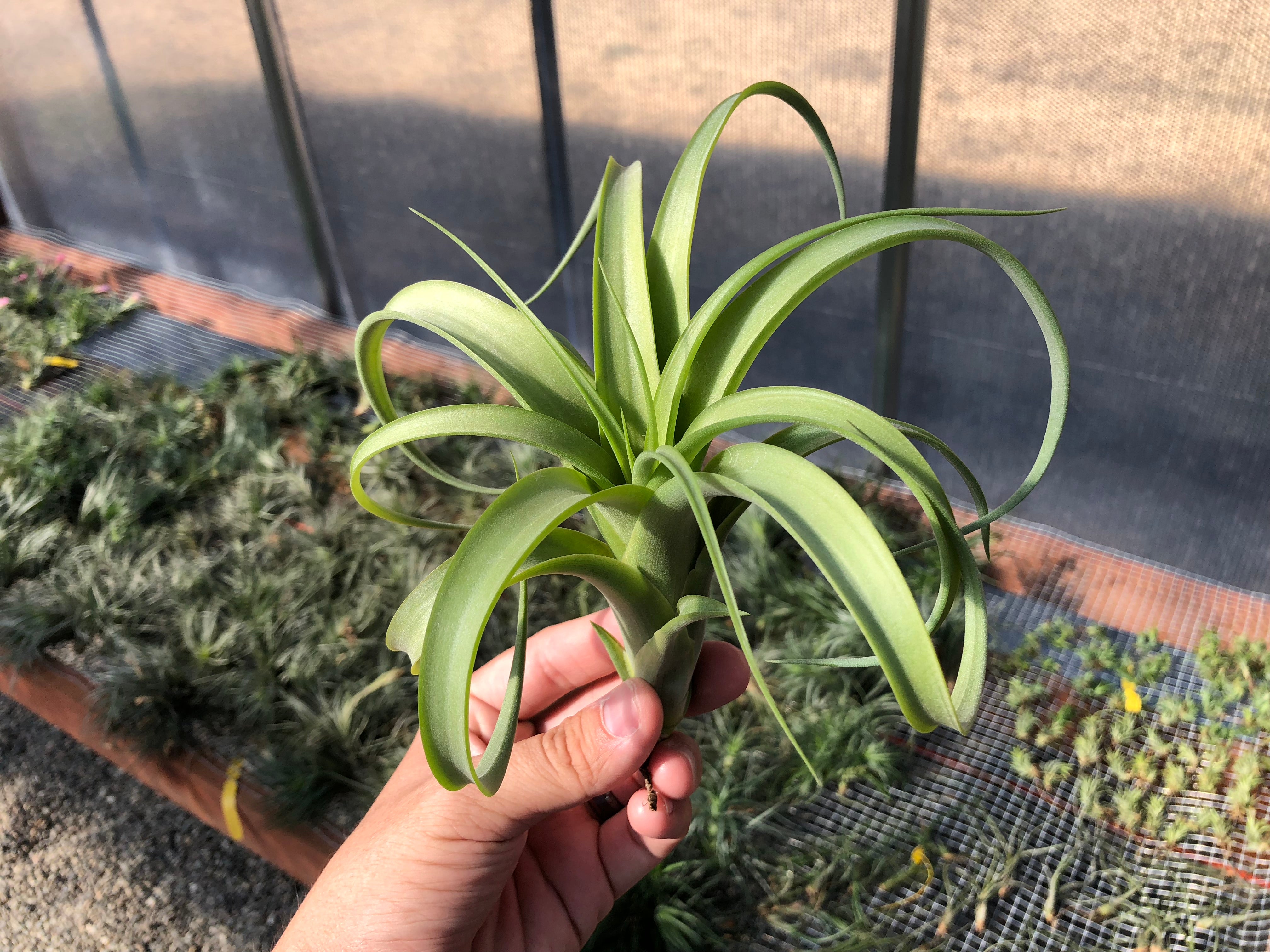 Twisted Tim <br> (Intermedia x Capitata) - Air Plant Hub 