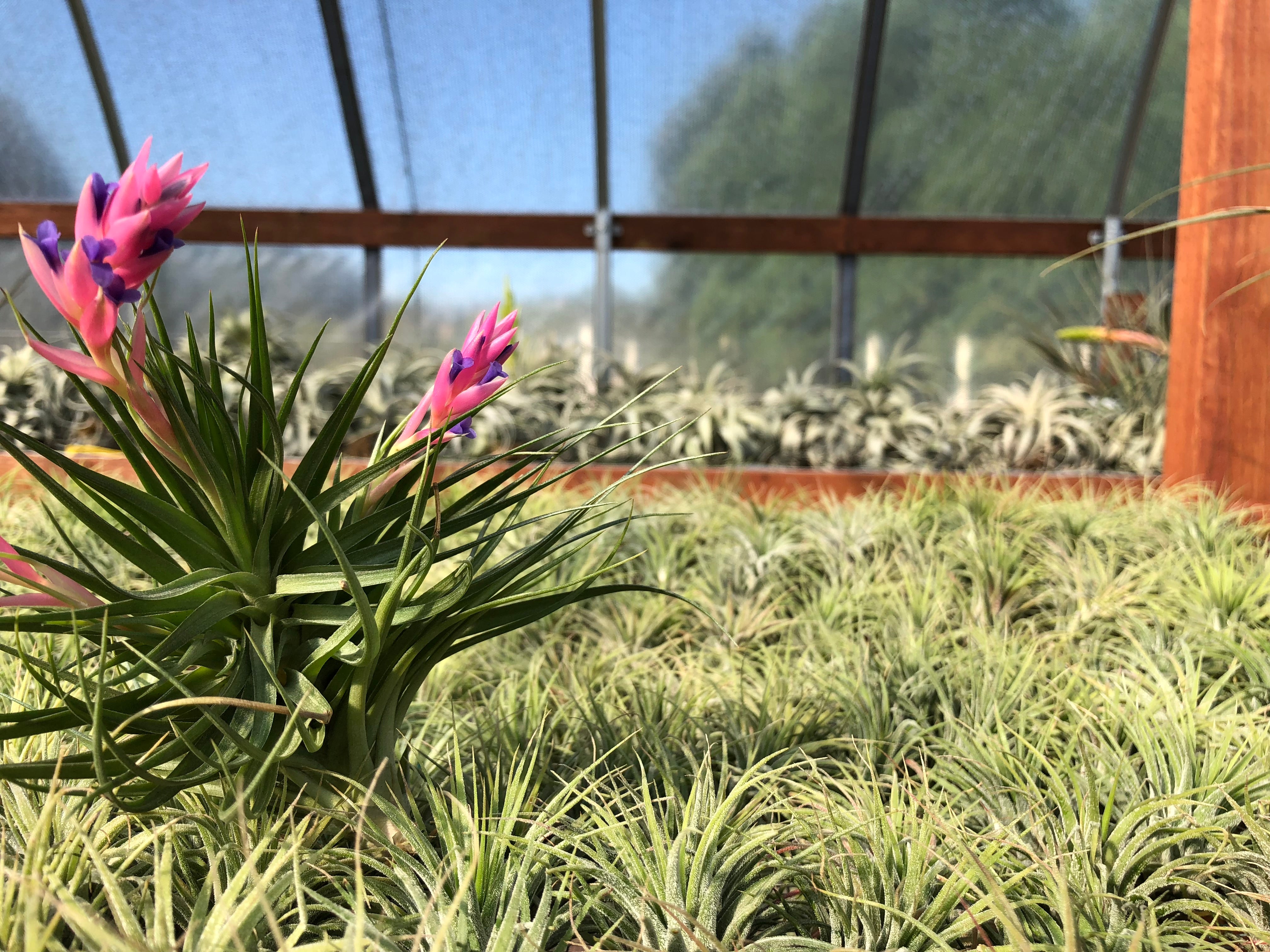 green air plants Stricta Green Small