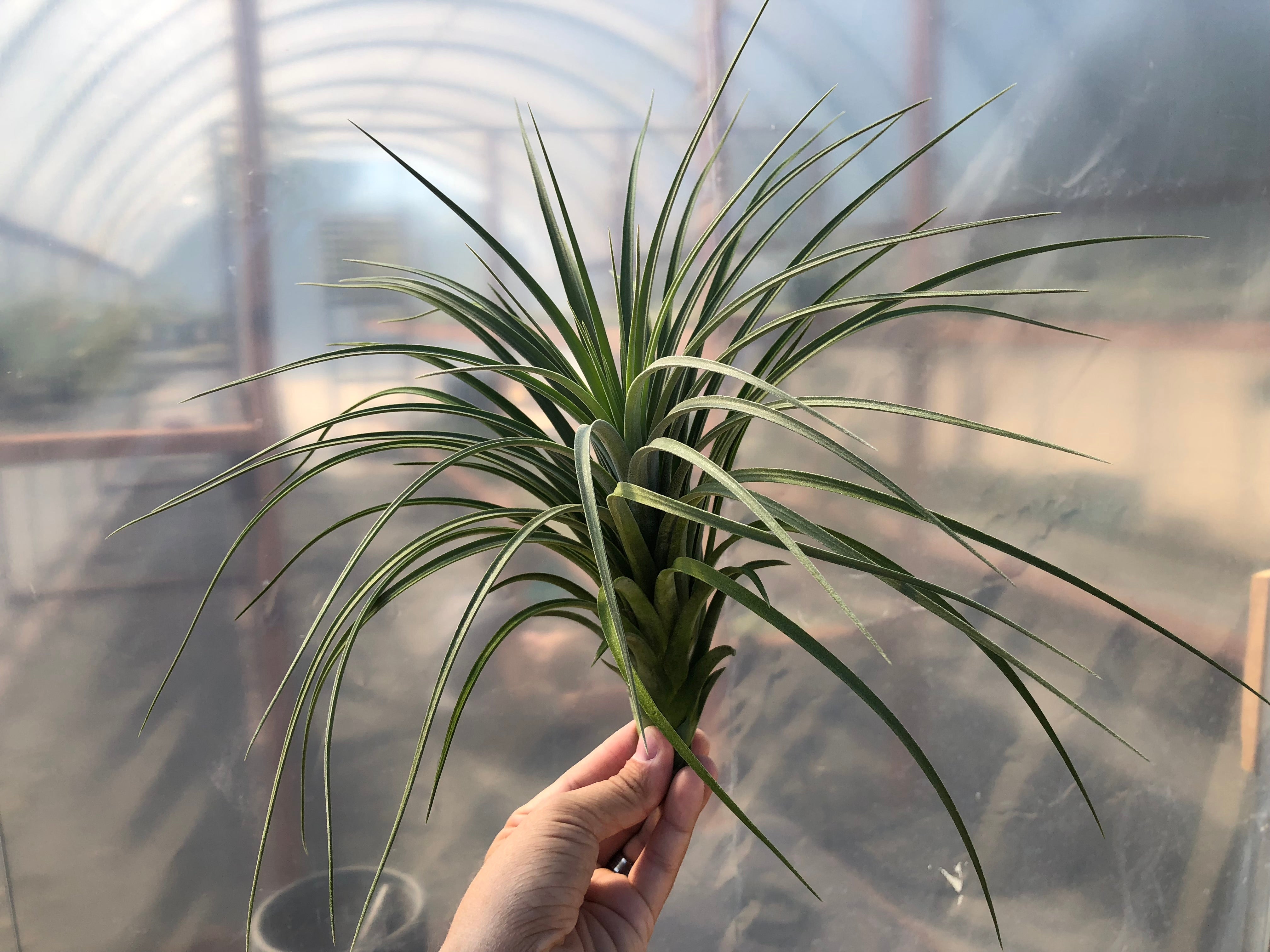 Exserta x Velutina <br> Can Grow Over 2ft! - Air Plant Hub 