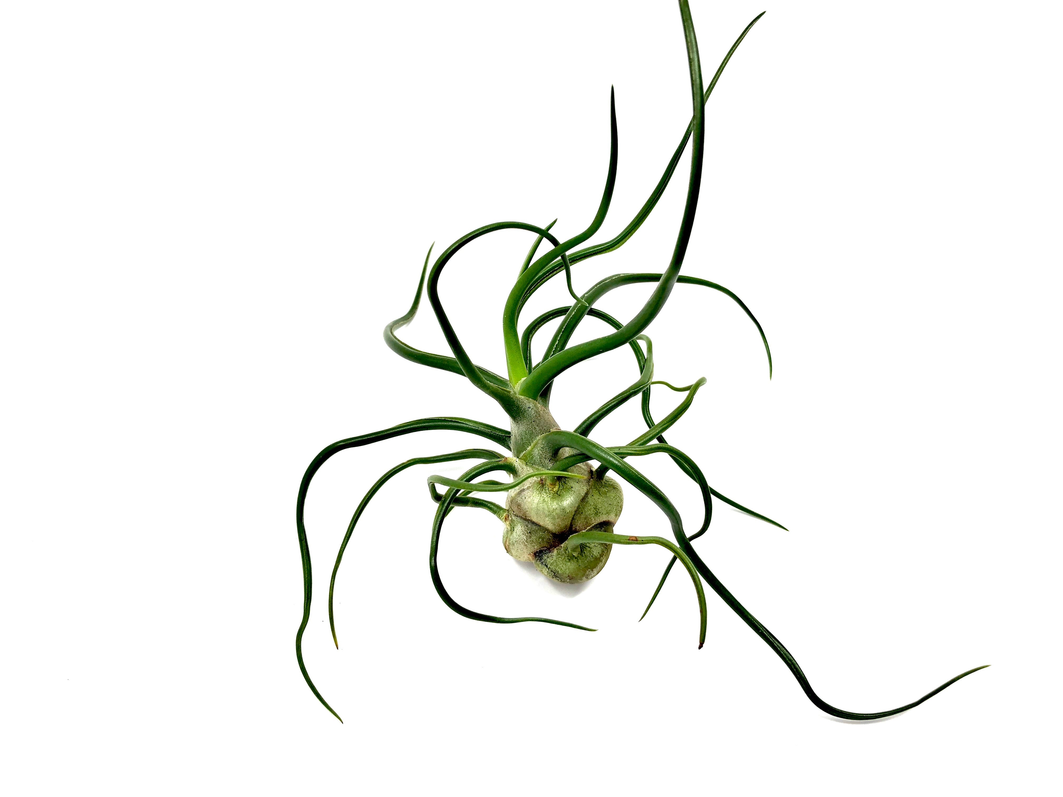 Bulbosa - Air Plant Hub 