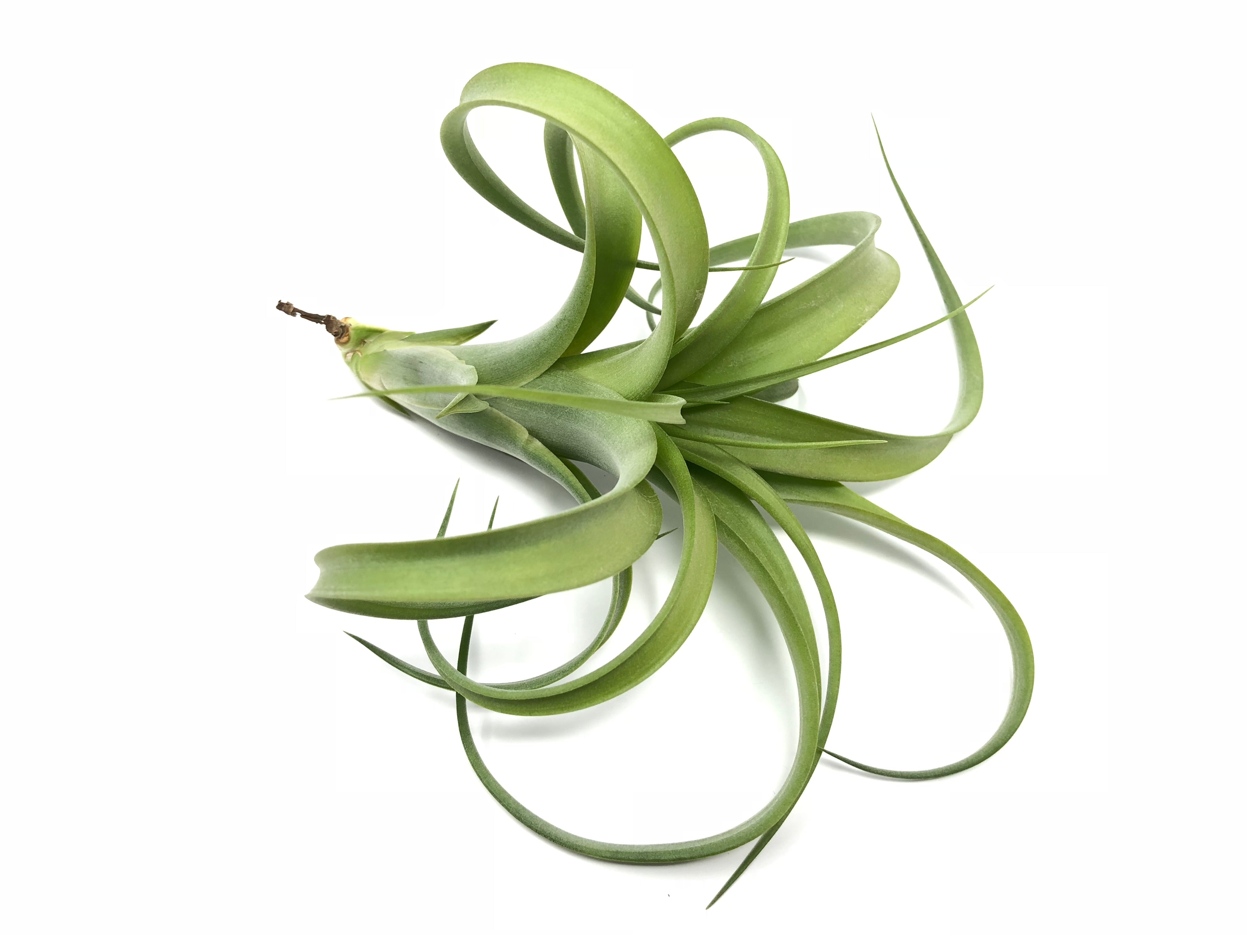 Twisted Tim <br> (Intermedia x Capitata) - Air Plant Hub 