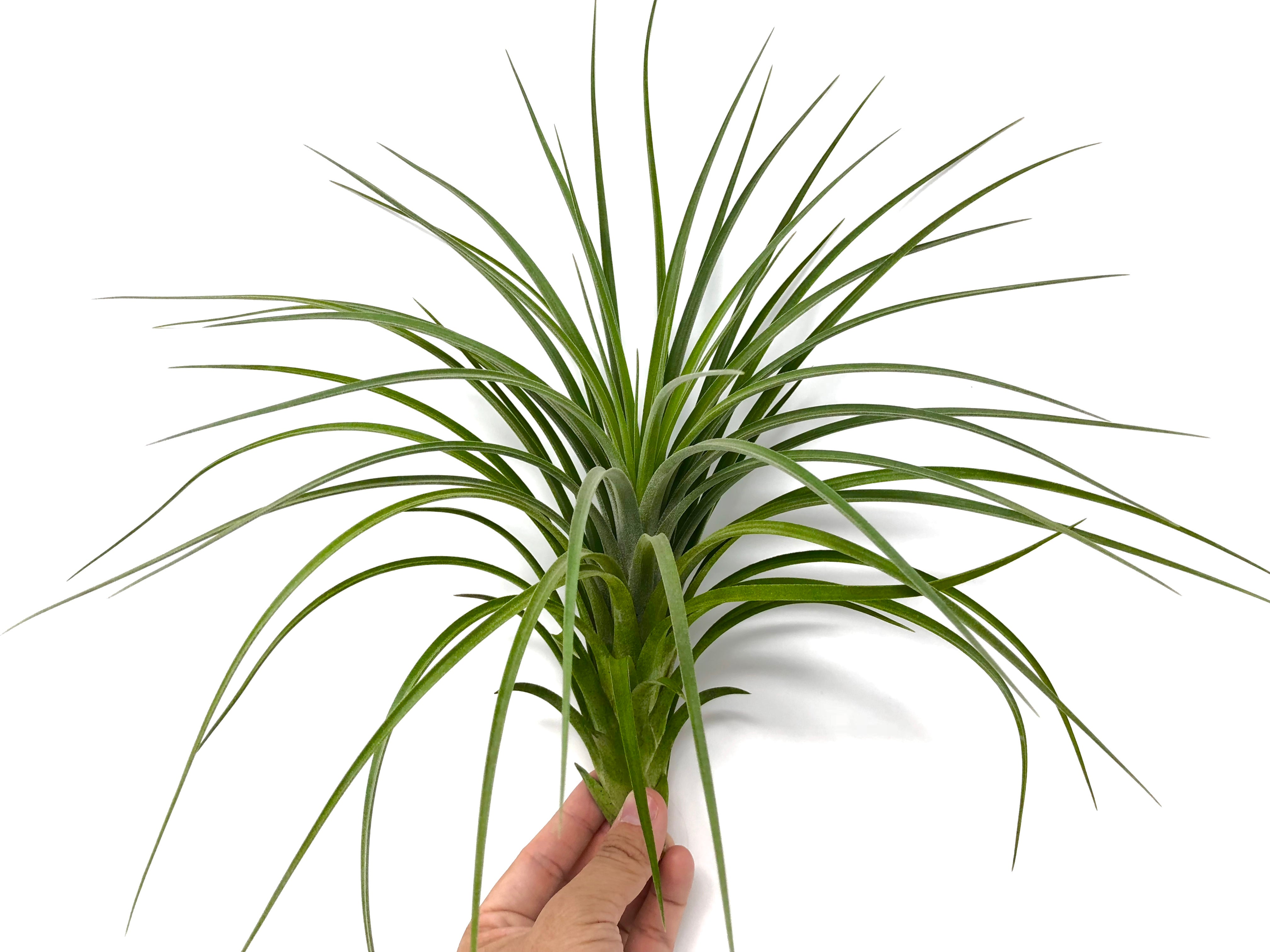 Exserta x Velutina <br> Can Grow Over 2ft! - Air Plant Hub 