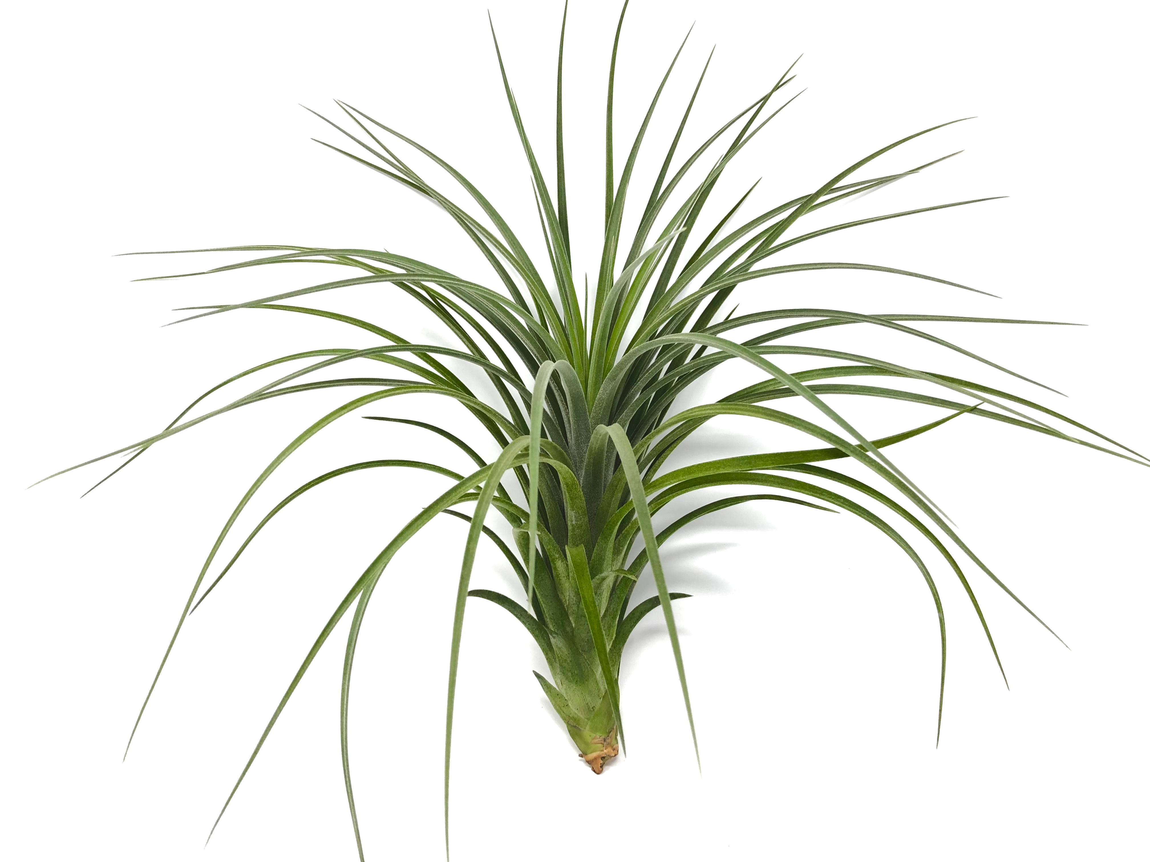 Exserta x Velutina <br> Can Grow Over 2ft! - Air Plant Hub 