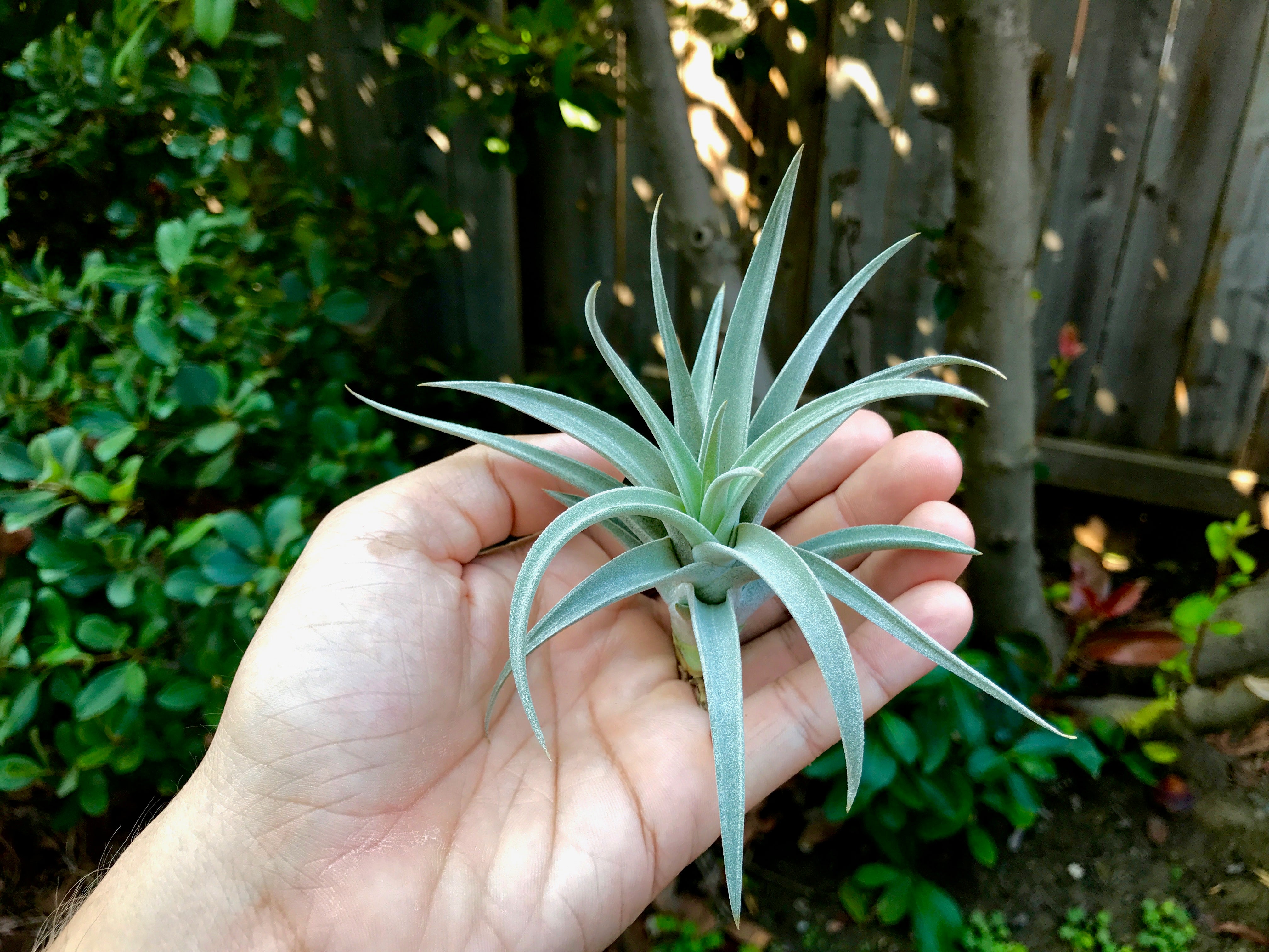 Harrisii Easy Care Air Plant Beginner Friendly Tillandsia Great For Weddings