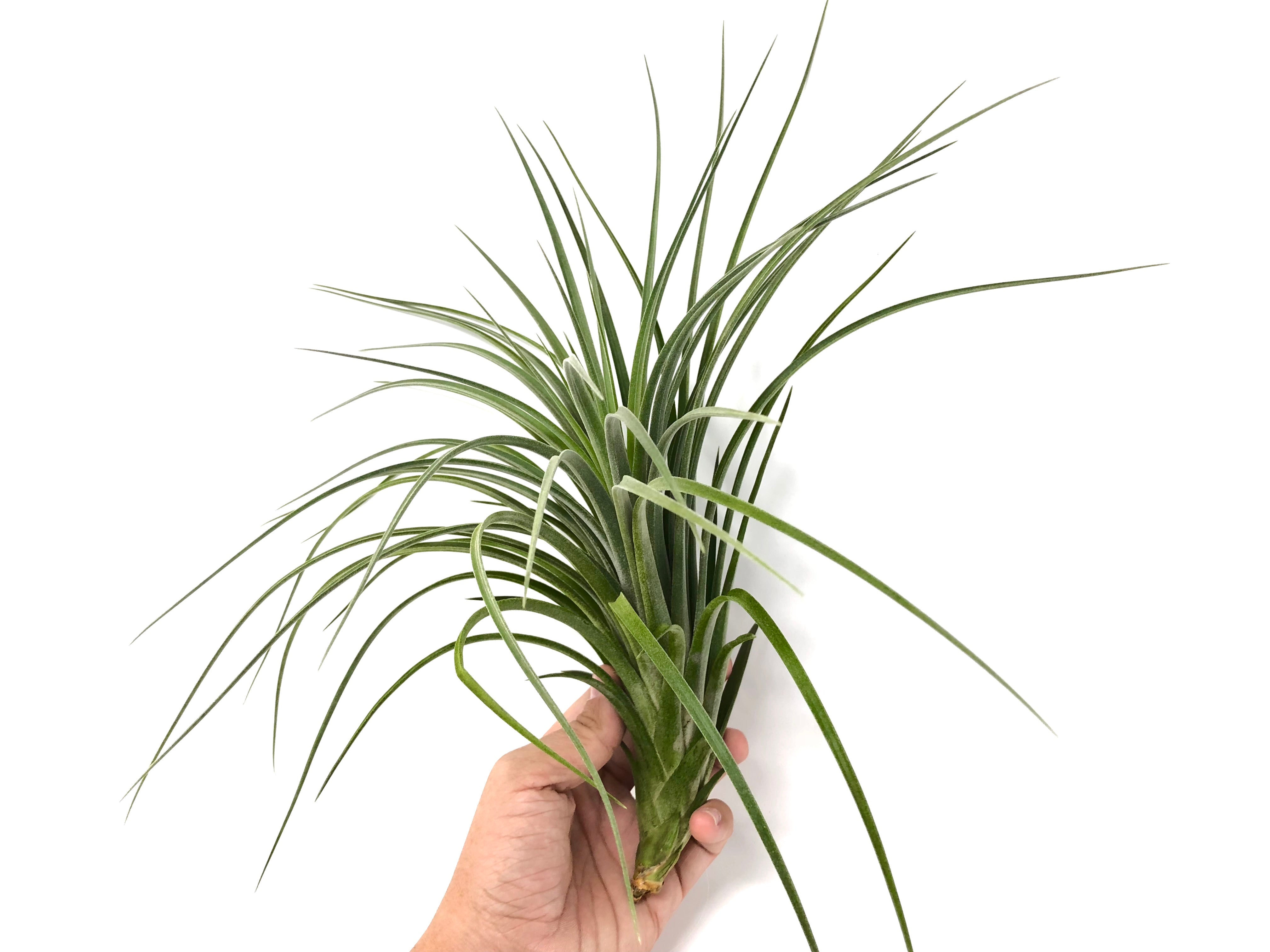 Exserta x Velutina <br> Can Grow Over 2ft! - Air Plant Hub 