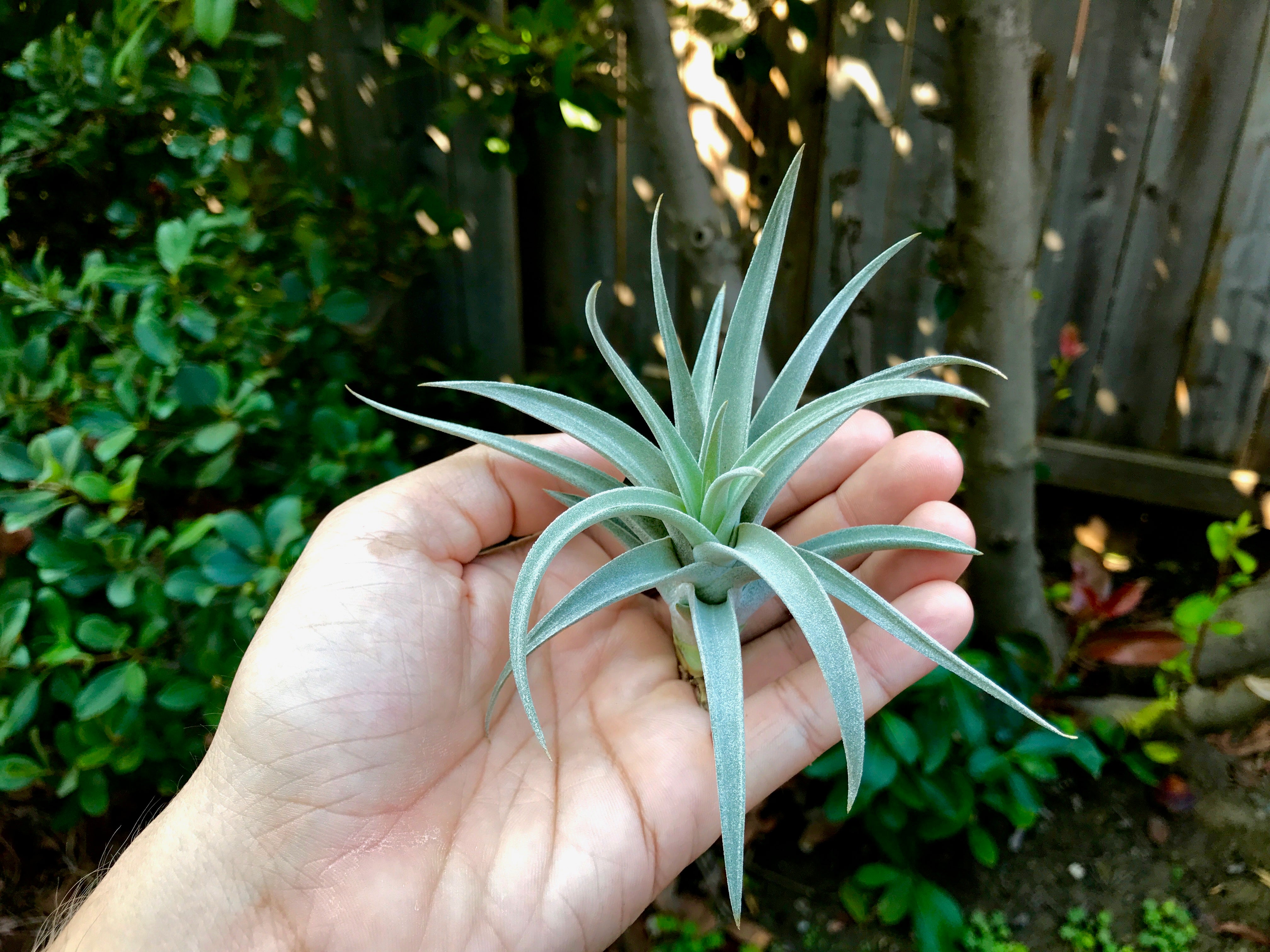 tillandsia harrisii rare air plant for sale in hand