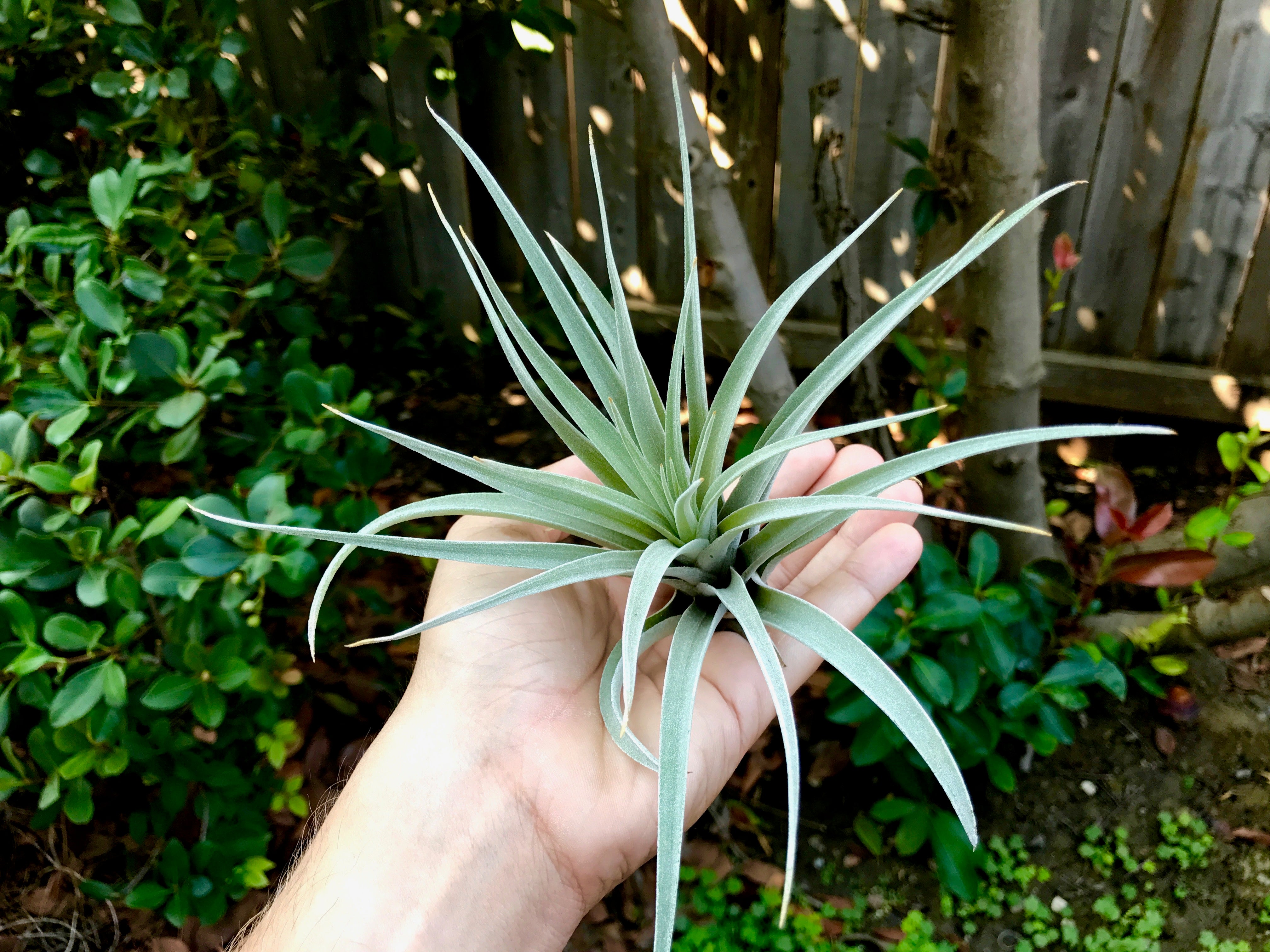 Harrisii Easy Care Air Plant Beginner Friendly Tillandsia Great For Weddings