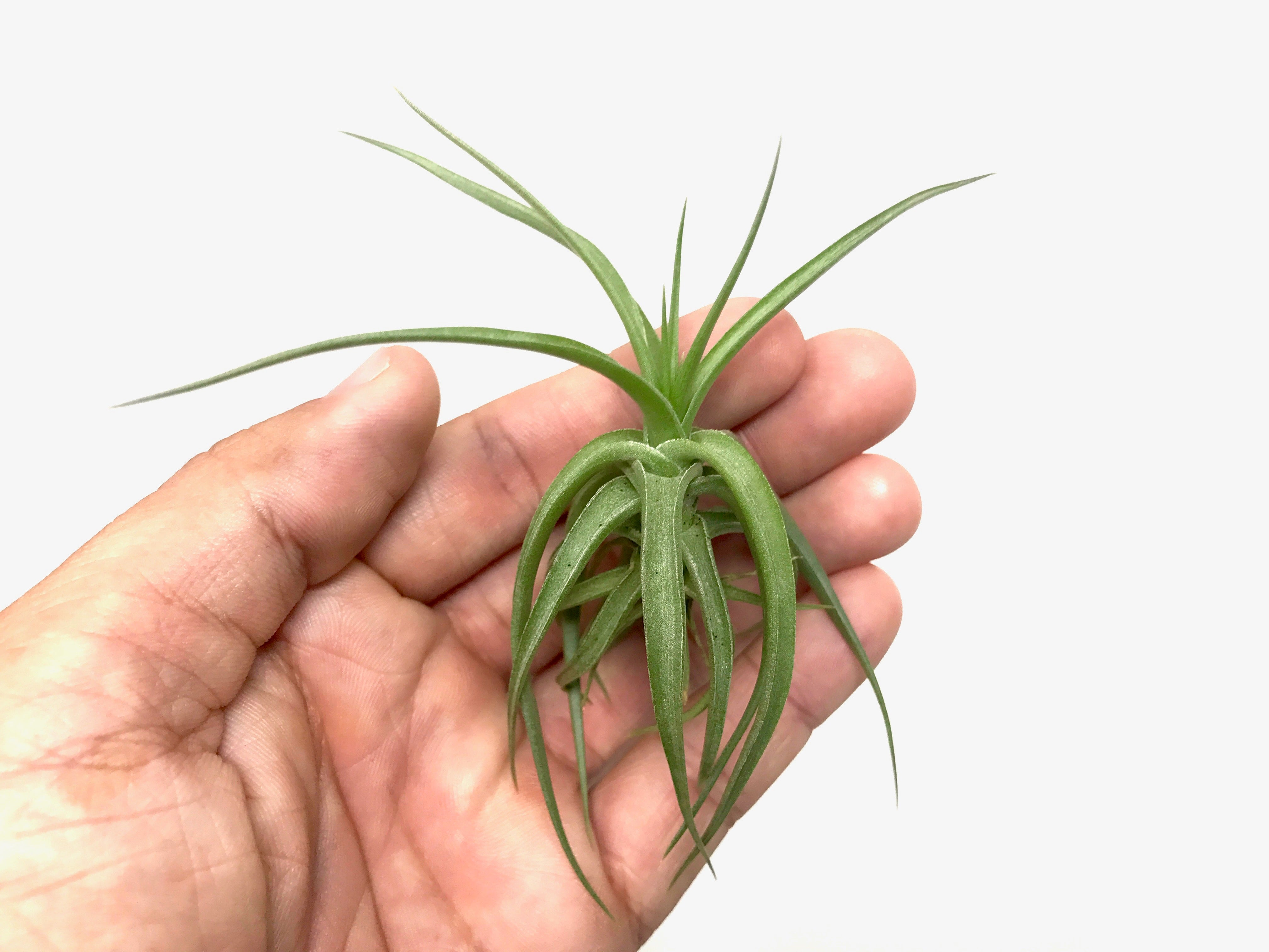 Aeranthos / Bergeri - Air Plant Hub 