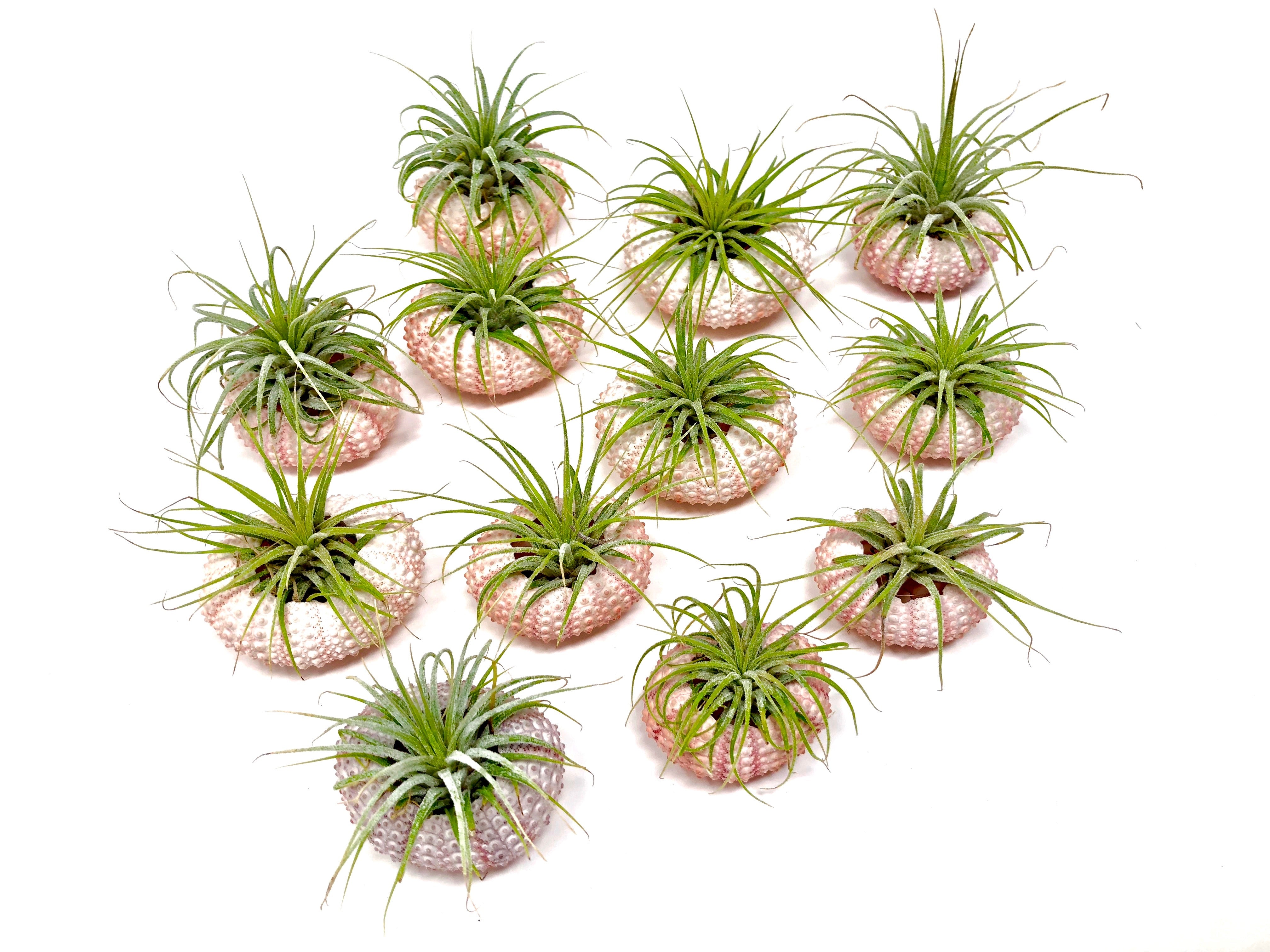 Sea Urchin/Air Plant Combos - Air Plant Hub 