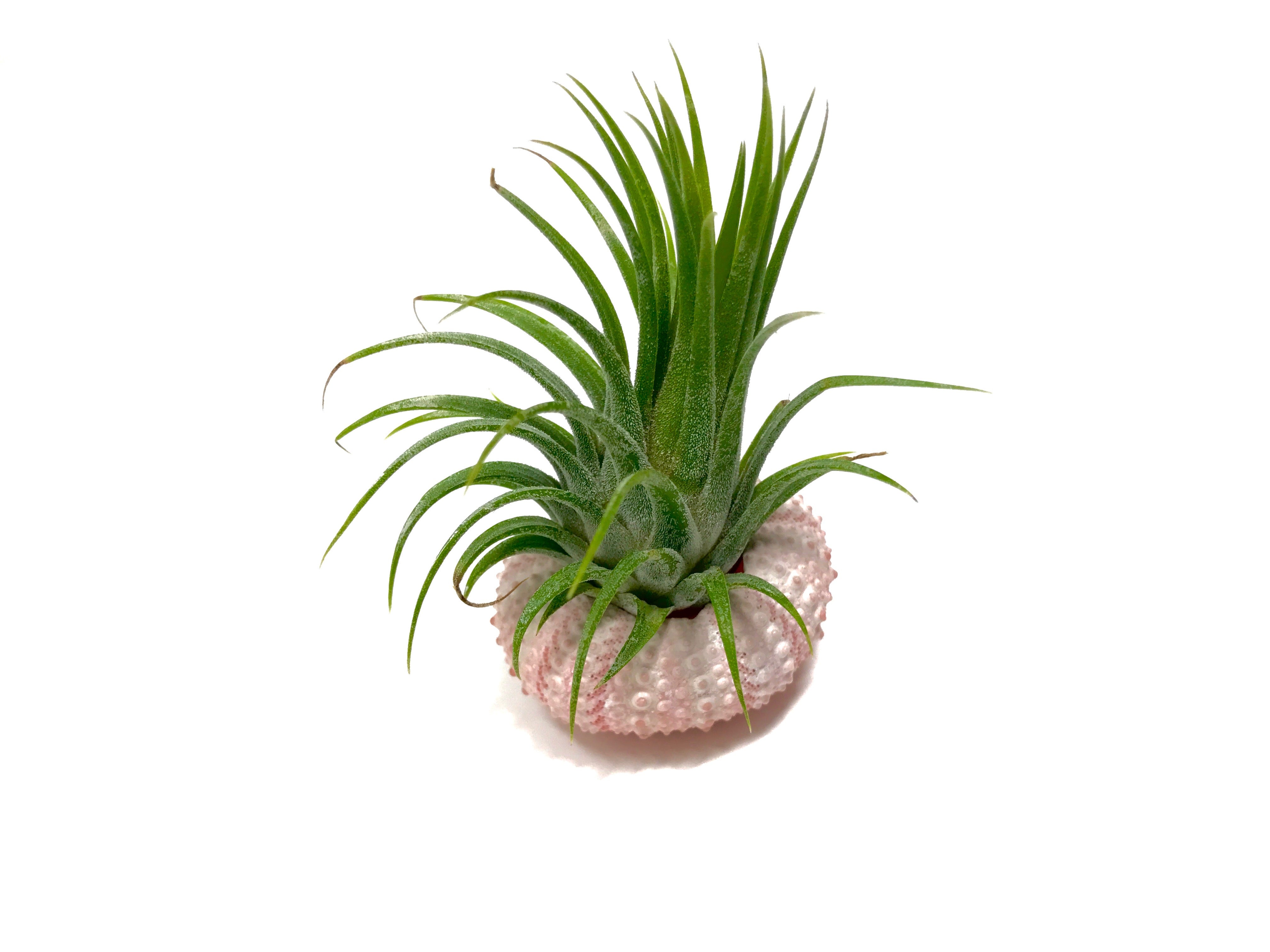 Air Plant & Sea Urchin Shell Combo - Air Plant Hub 