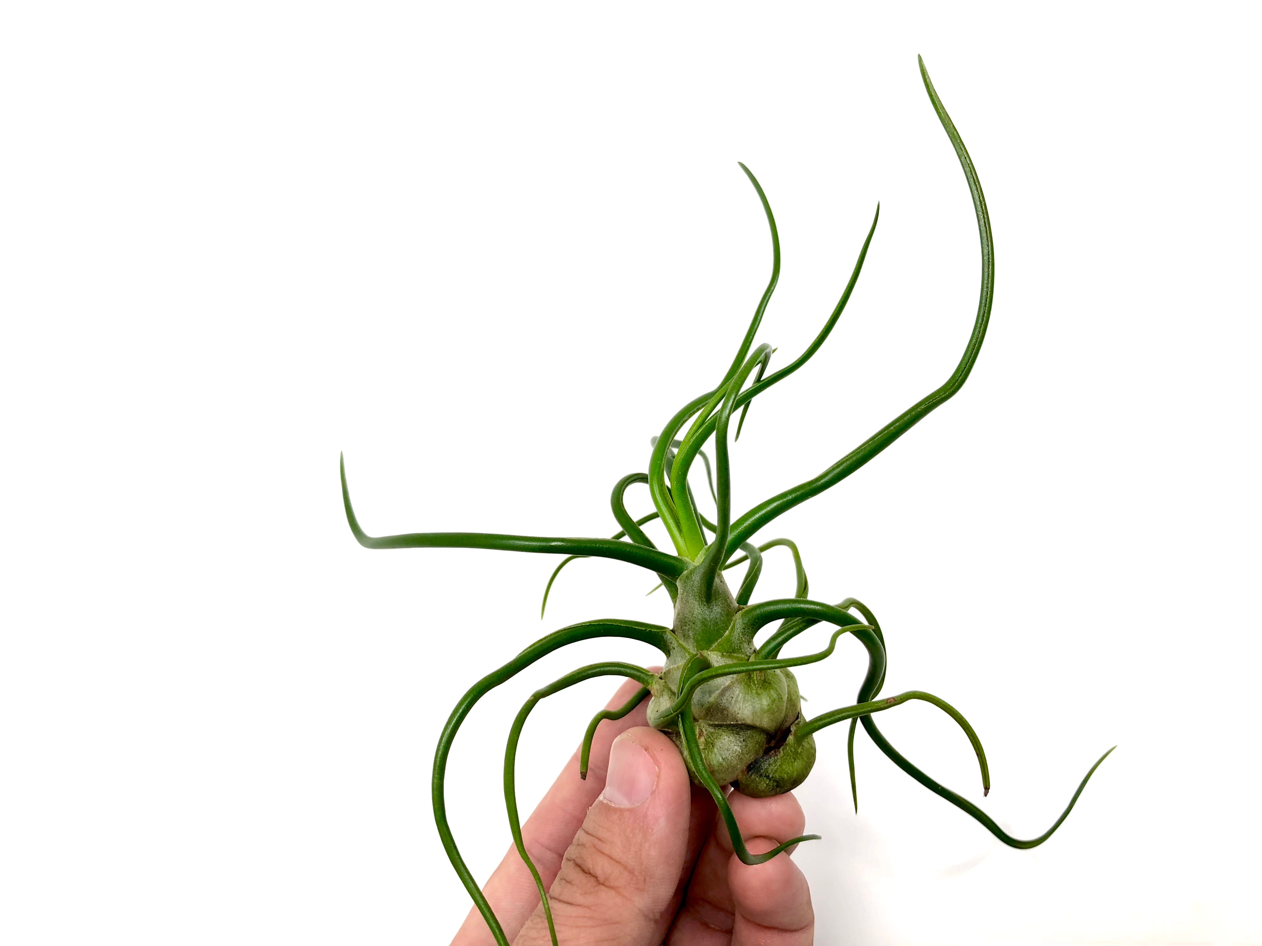 Bulbosa - Air Plant Hub 