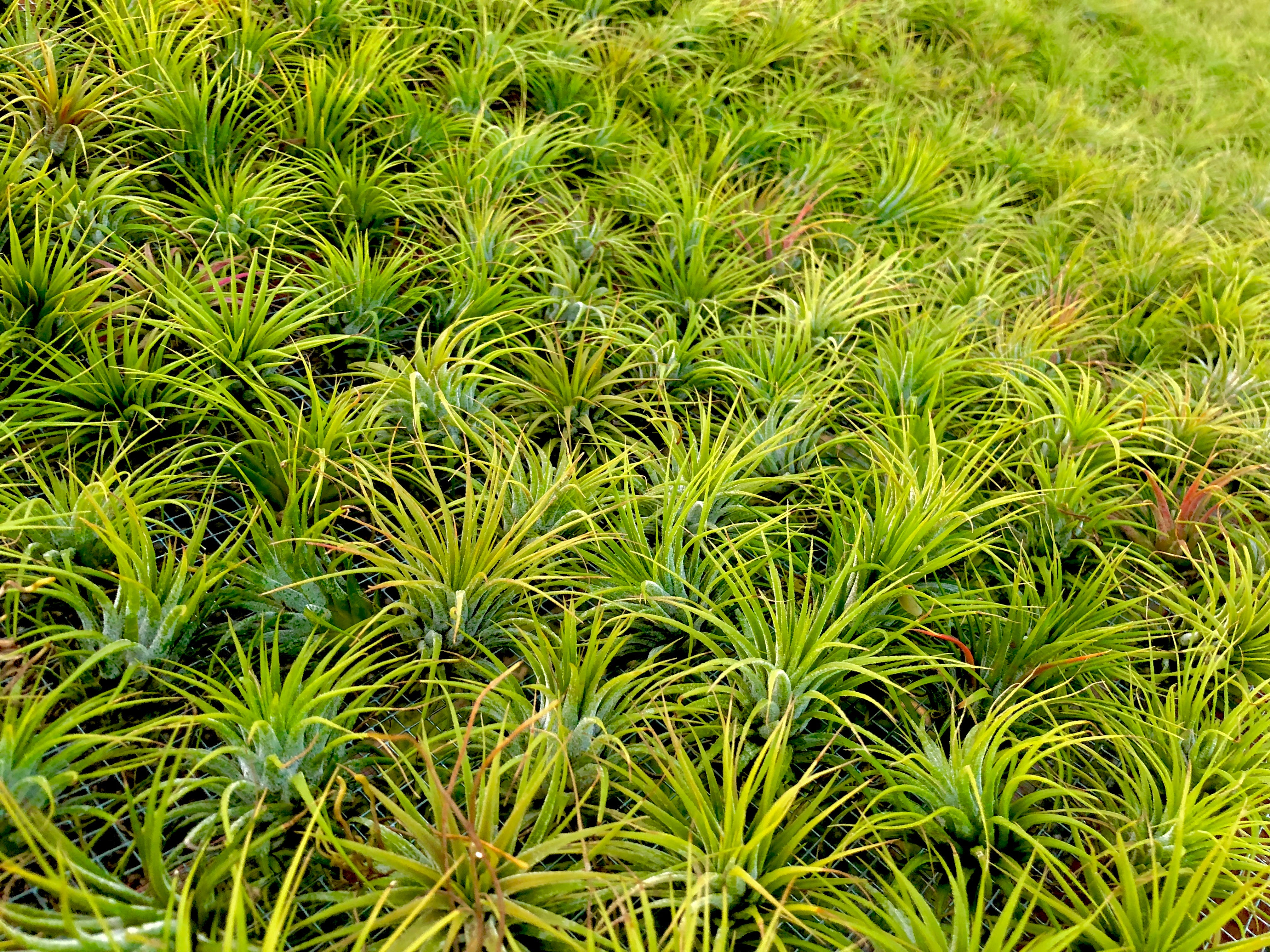 Wholesale Ionantha Guatemala 2" (Minimum Order 10) - Air Plant Hub 