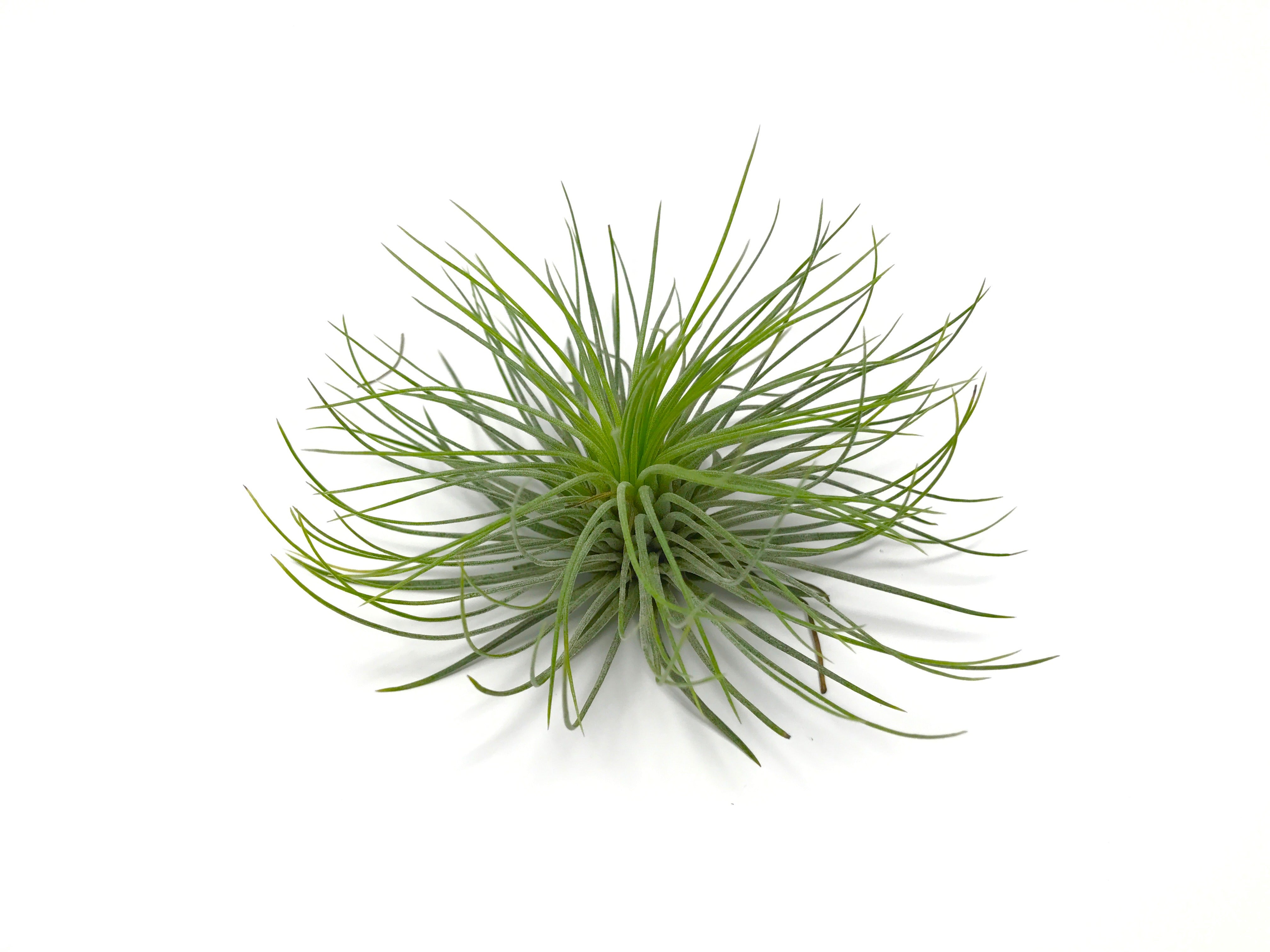 Andreana - Air Plant Hub 