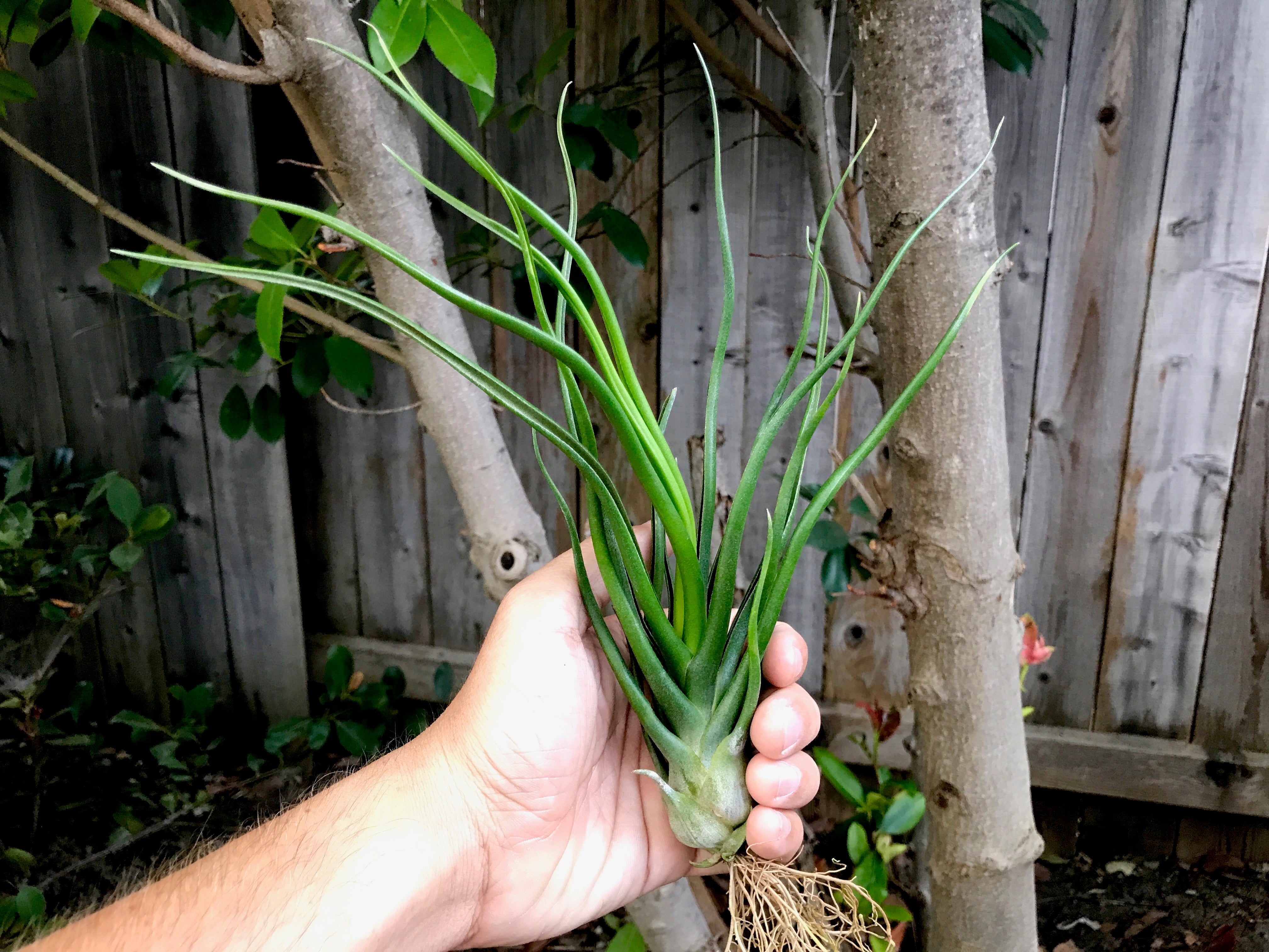 Tillandsia Showtime Rare Bulbosa Hybrid Air Plant For Sale