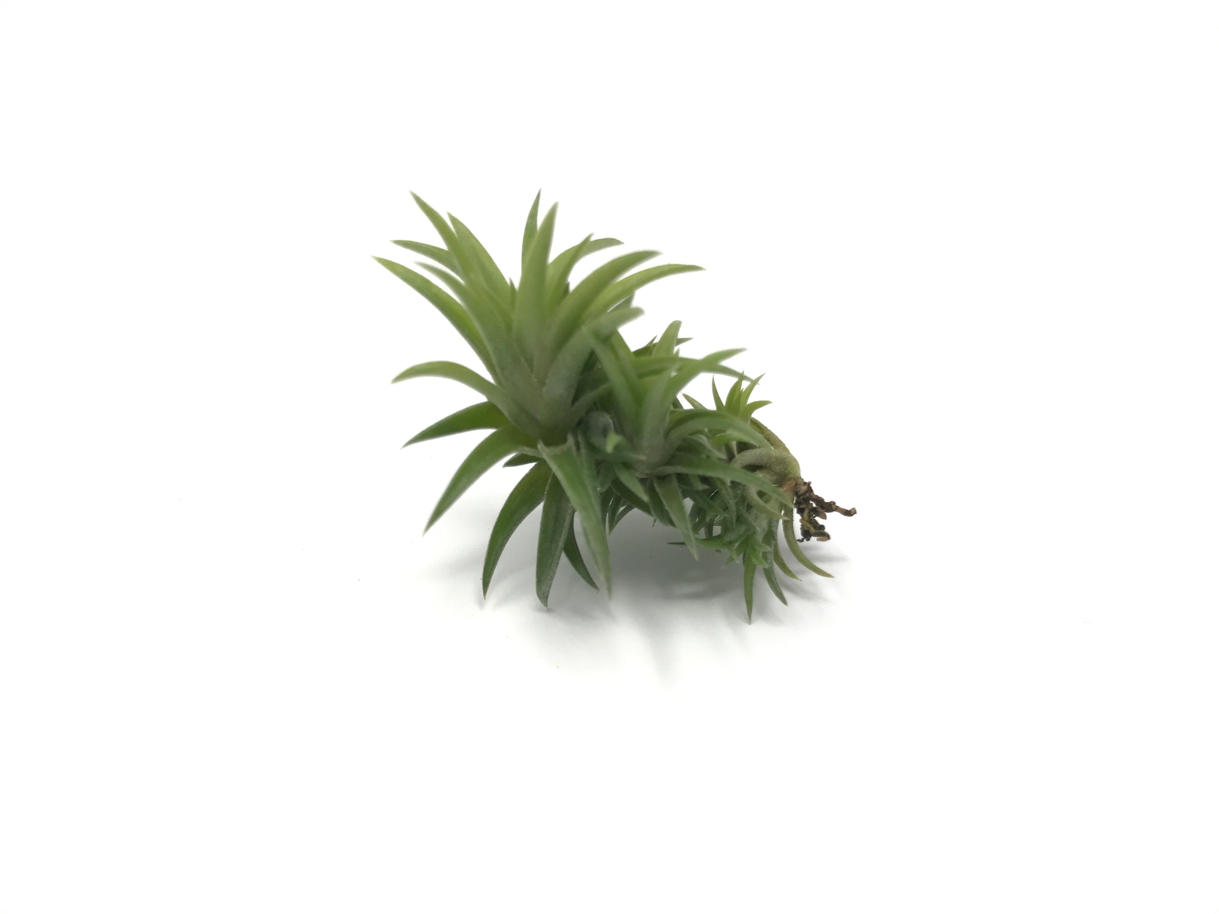 Tillandsia Neglecta Air Plant Small Cute Terrarium Plant