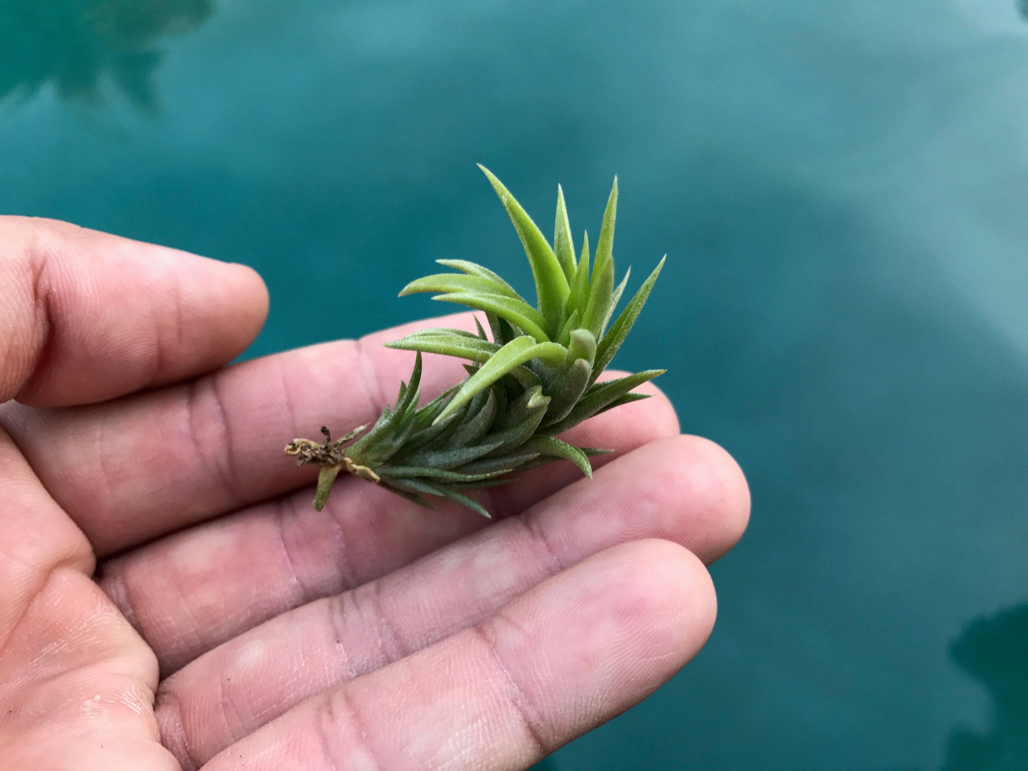 Tillandsia Neglecta Air Plant Small Cute Terrarium Plant