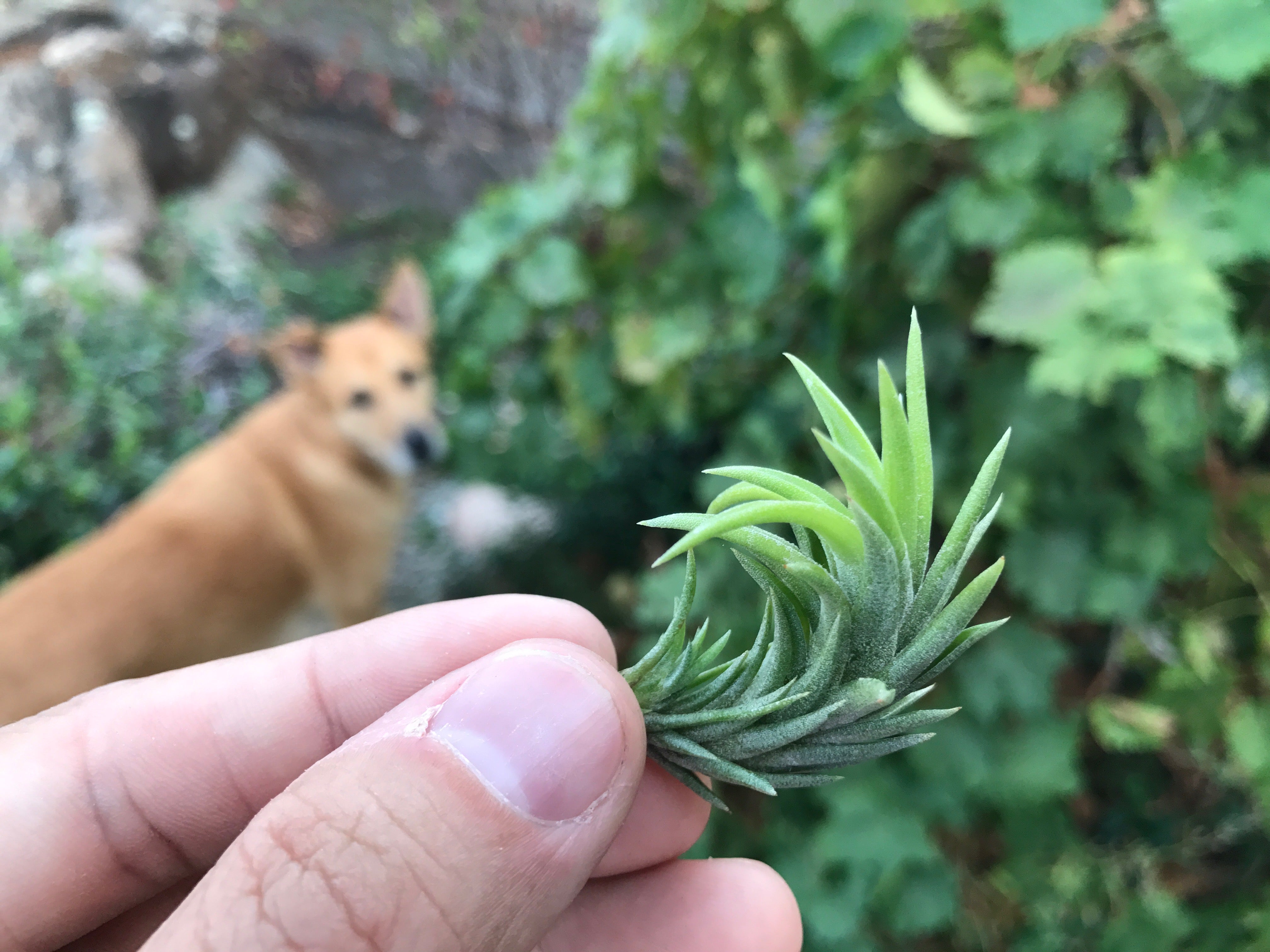 Tillandsia Neglecta Air Plant Small Cute Terrarium Plant