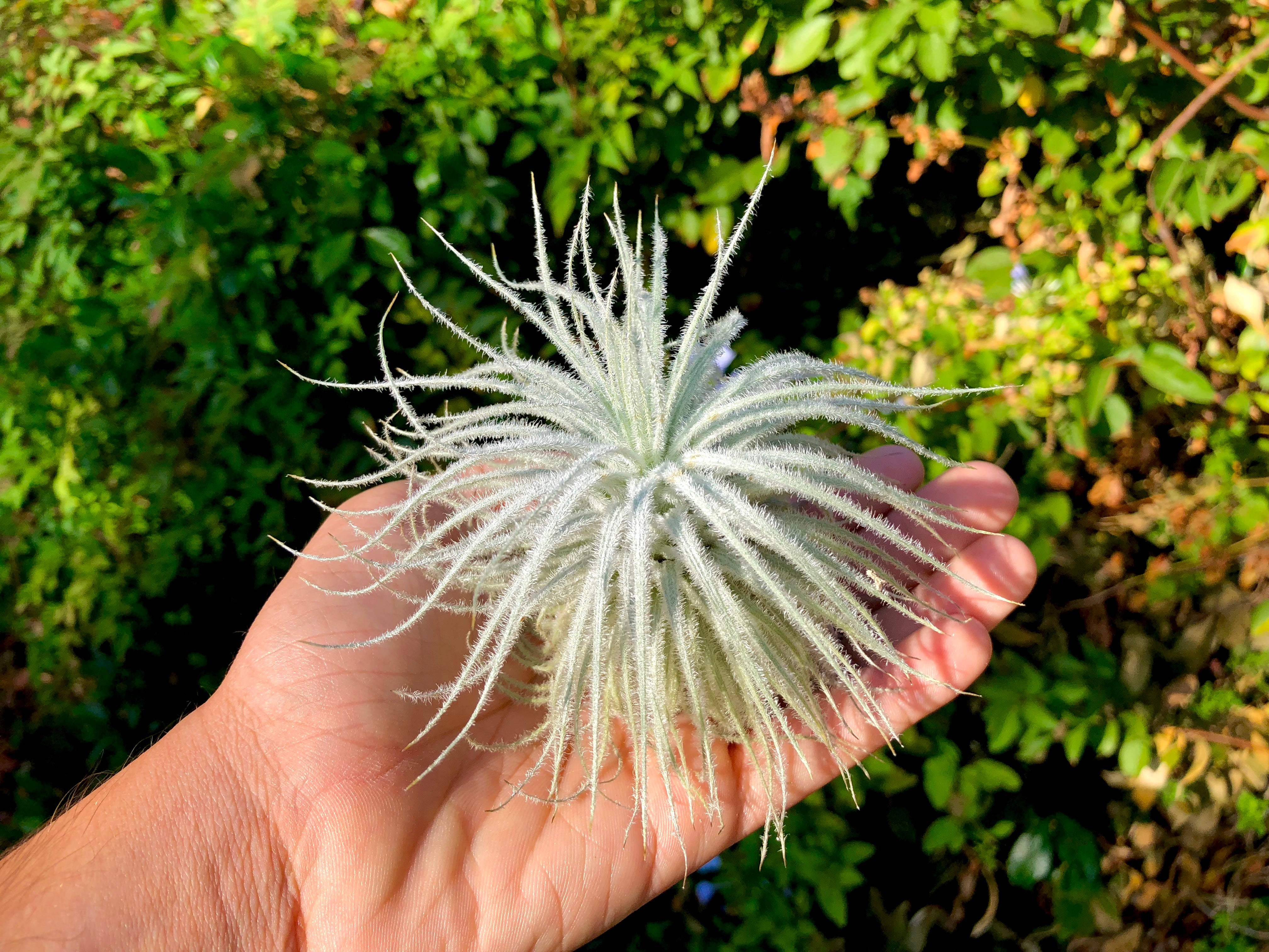 trichomes on air plants Tectorum Ecuador (AKA Snowball) Large