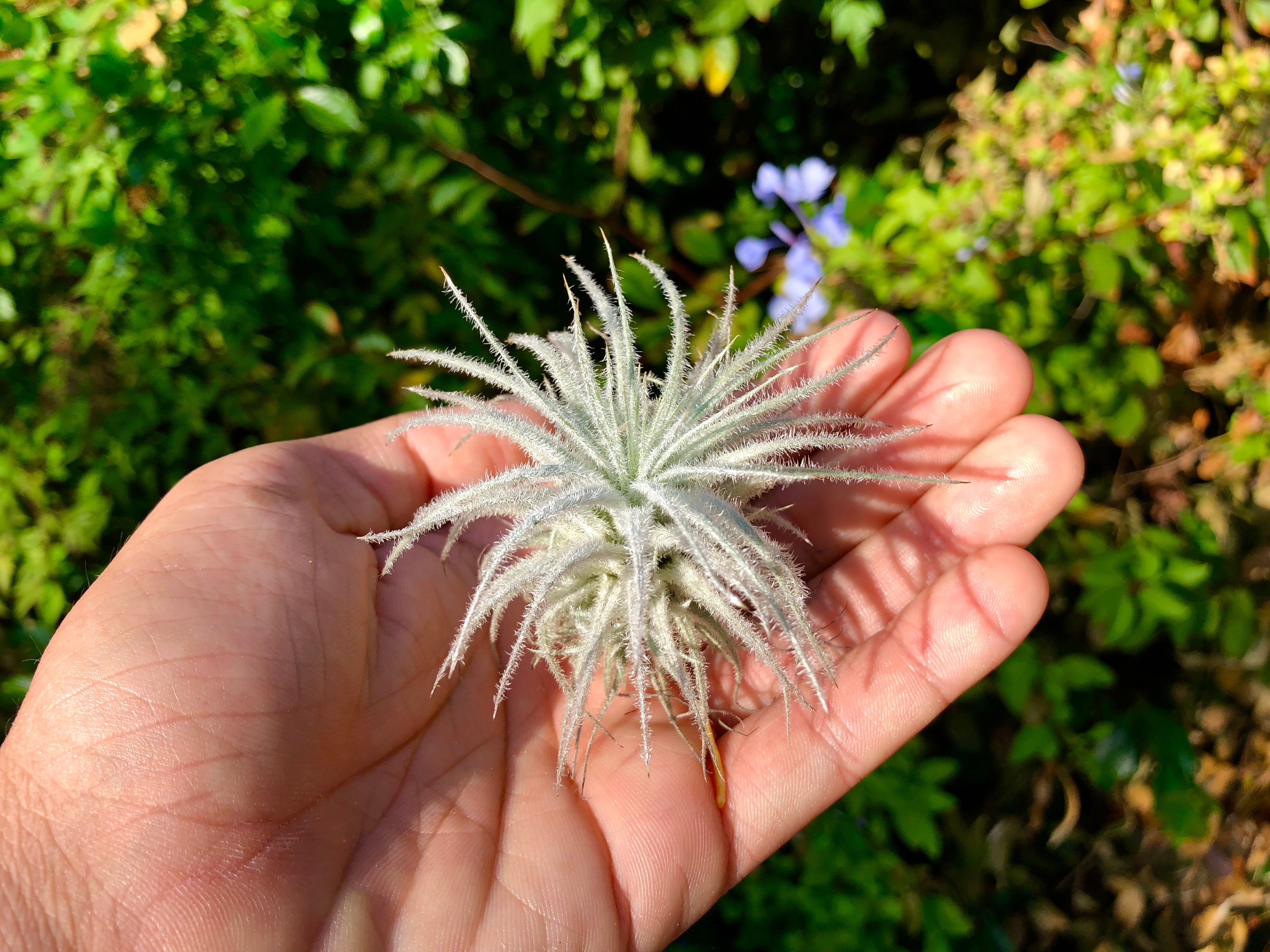 Tillandsia Tectorum Snow Air Plant Fuzzy Trichome wedding bouquet plant, floral design, living wall