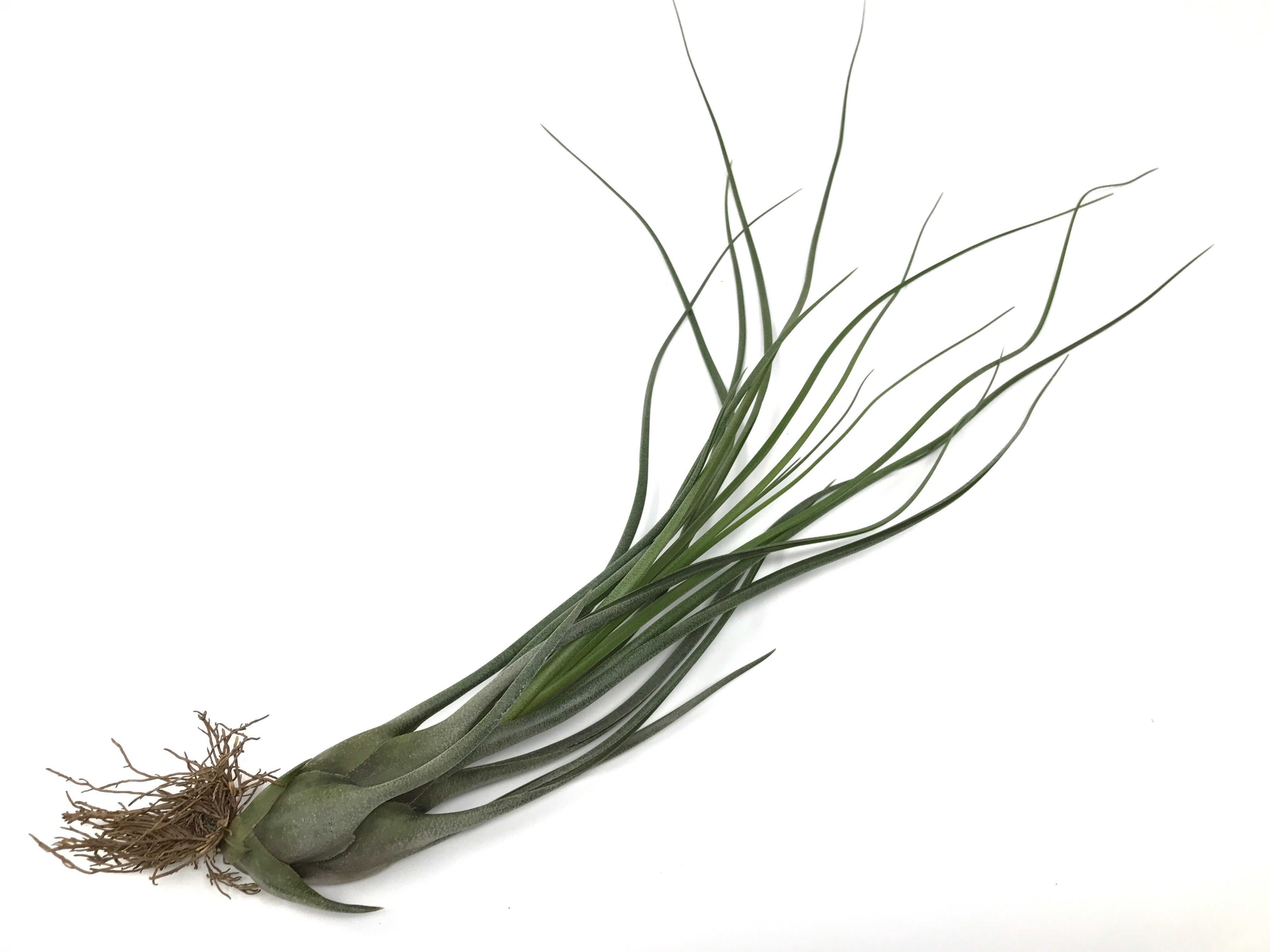 Tillandsia Butzii Air Plant Pseudobulb Jellyfish