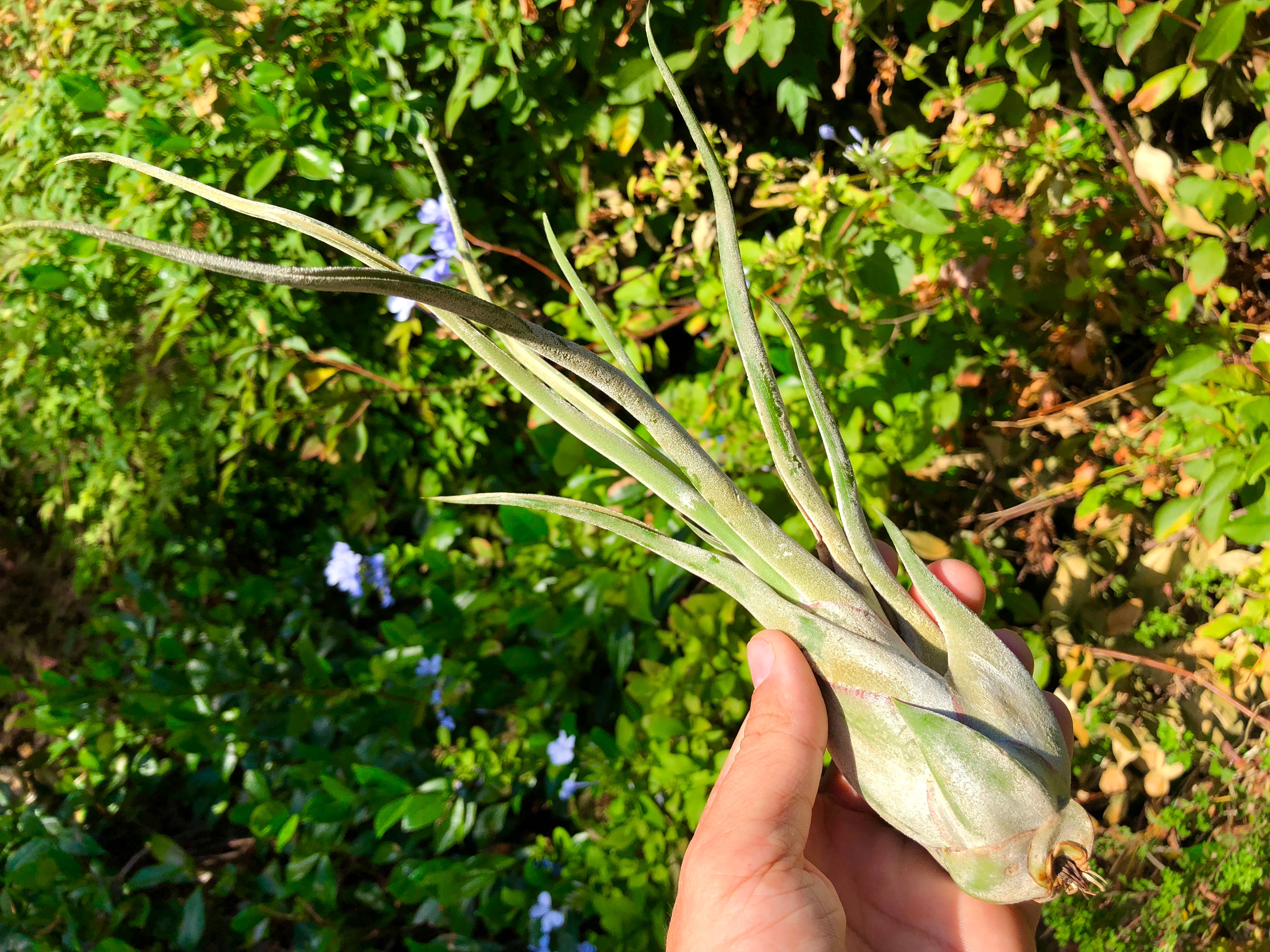 Tillandsia Caput Medusae Beginner Friendly Air Plant