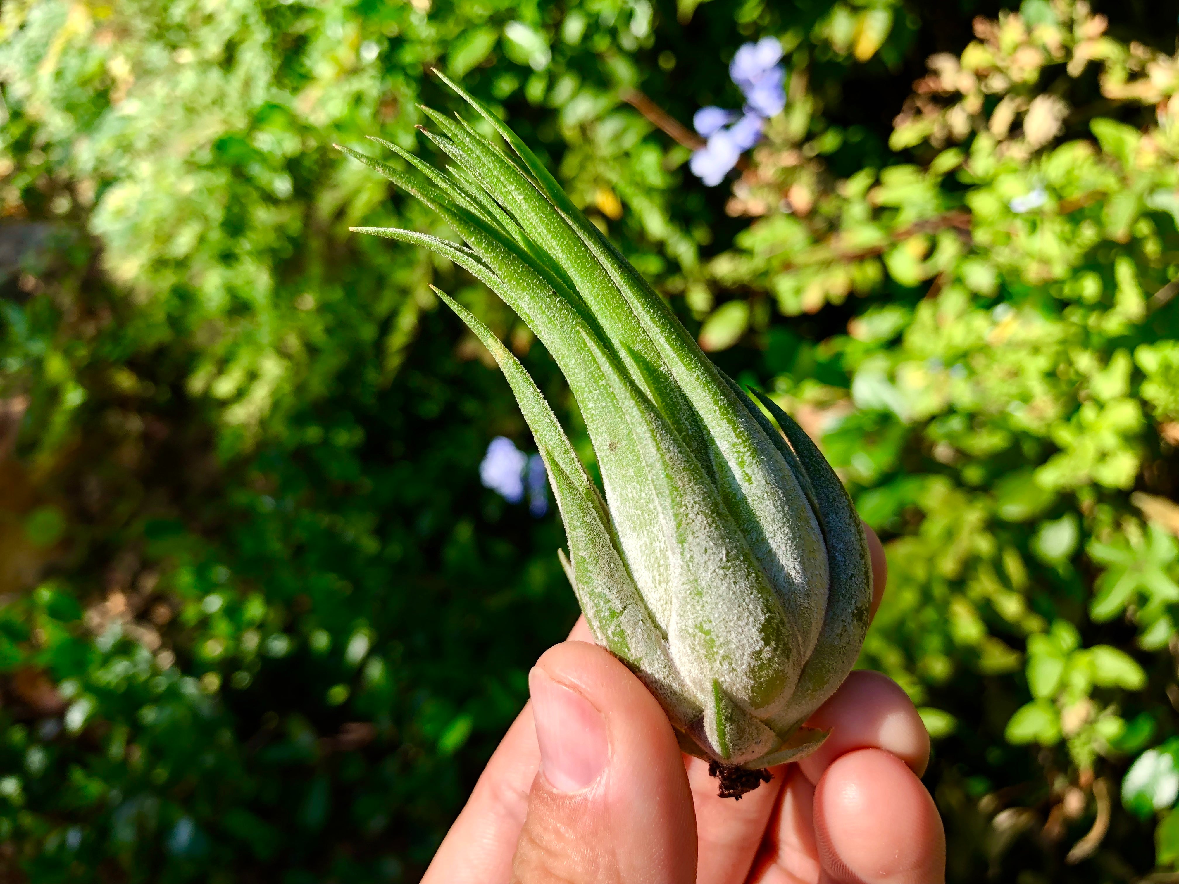 Tillandsia Kolbii Small Air Plant Cute Terrarium Plant Good For Glass Orb Displays